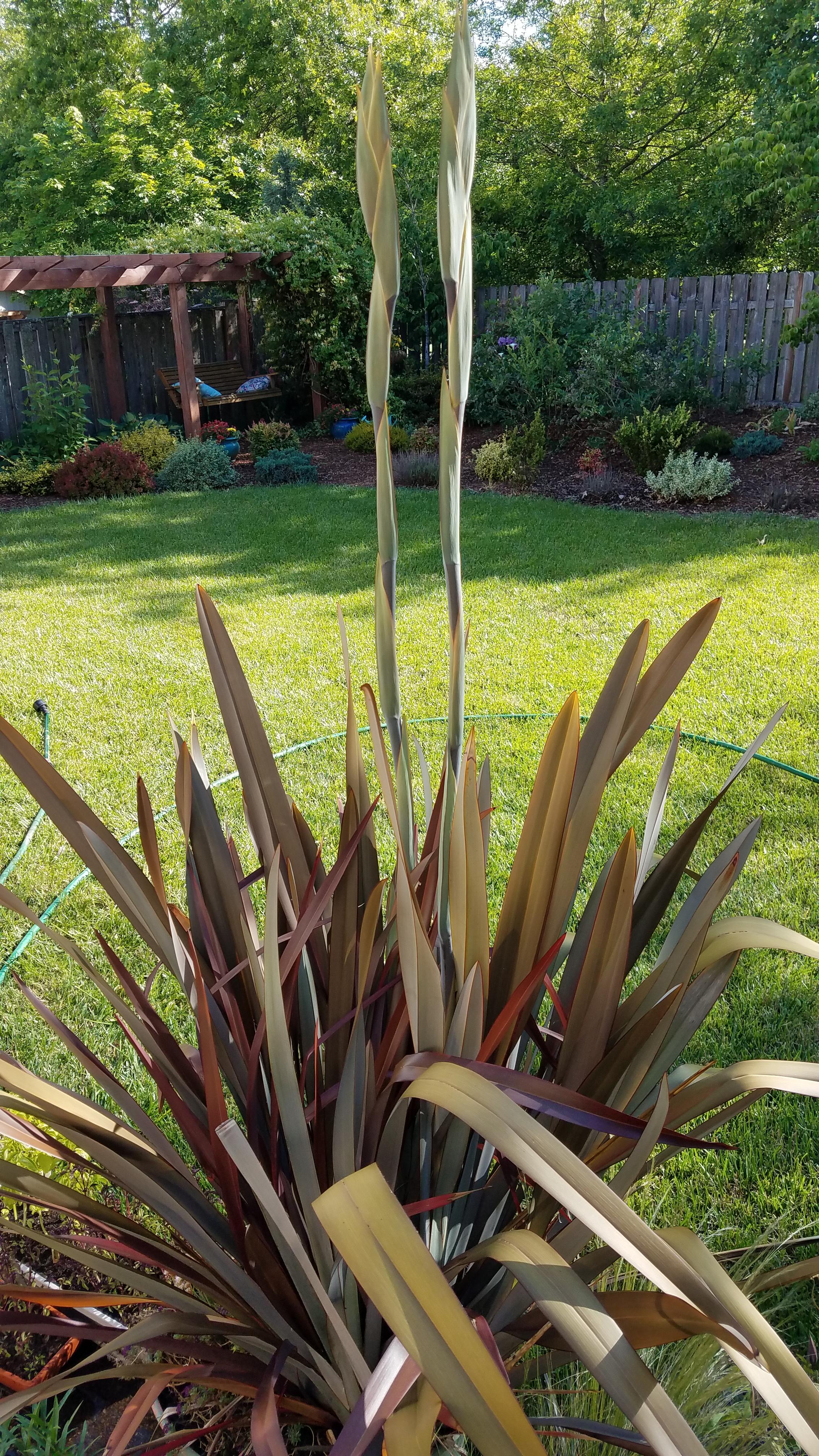 When that plant that keeps getting bigger over the years SUDDENLY GETS