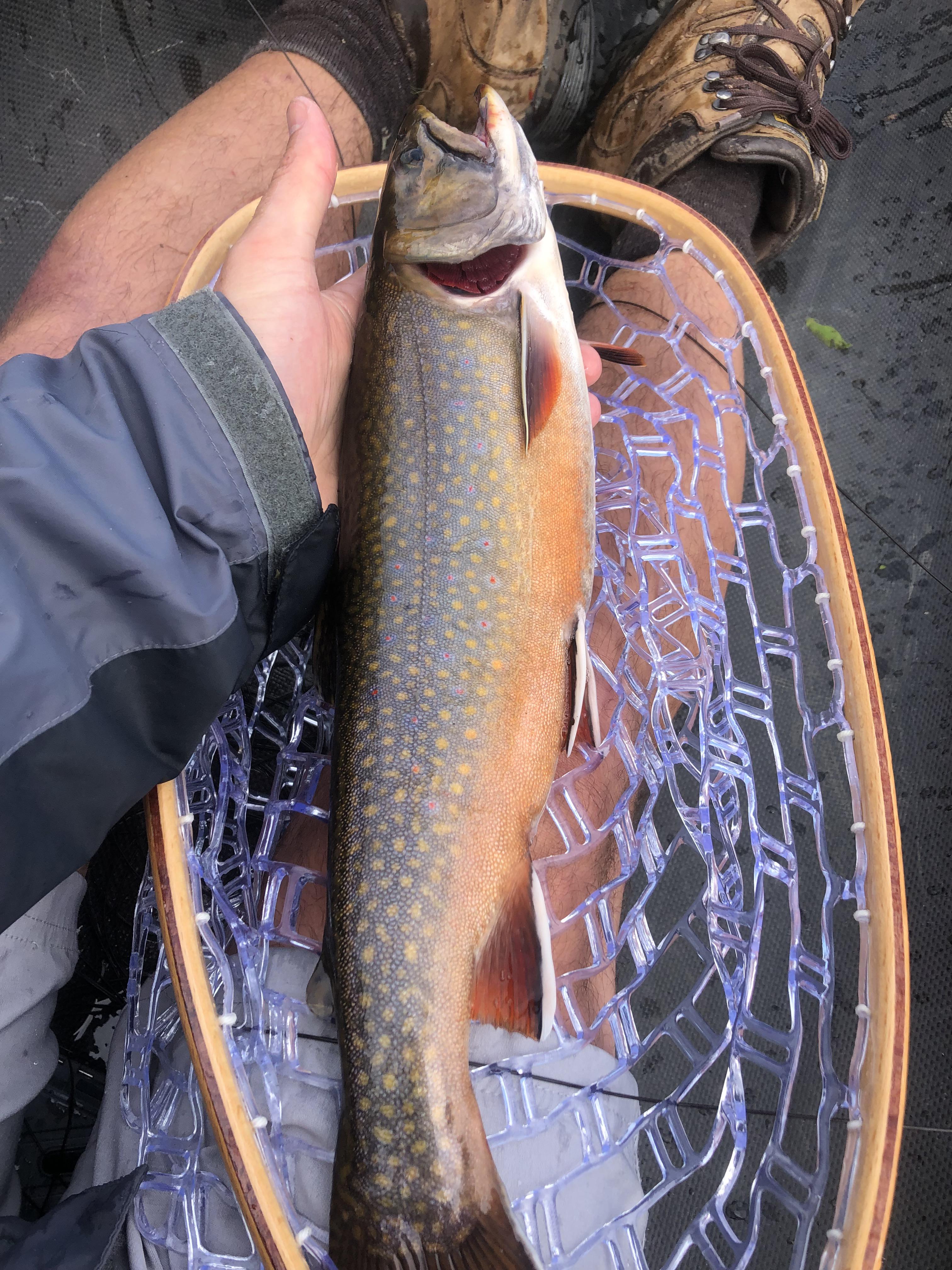 Pond brook trout from yesterday r/flyfishing