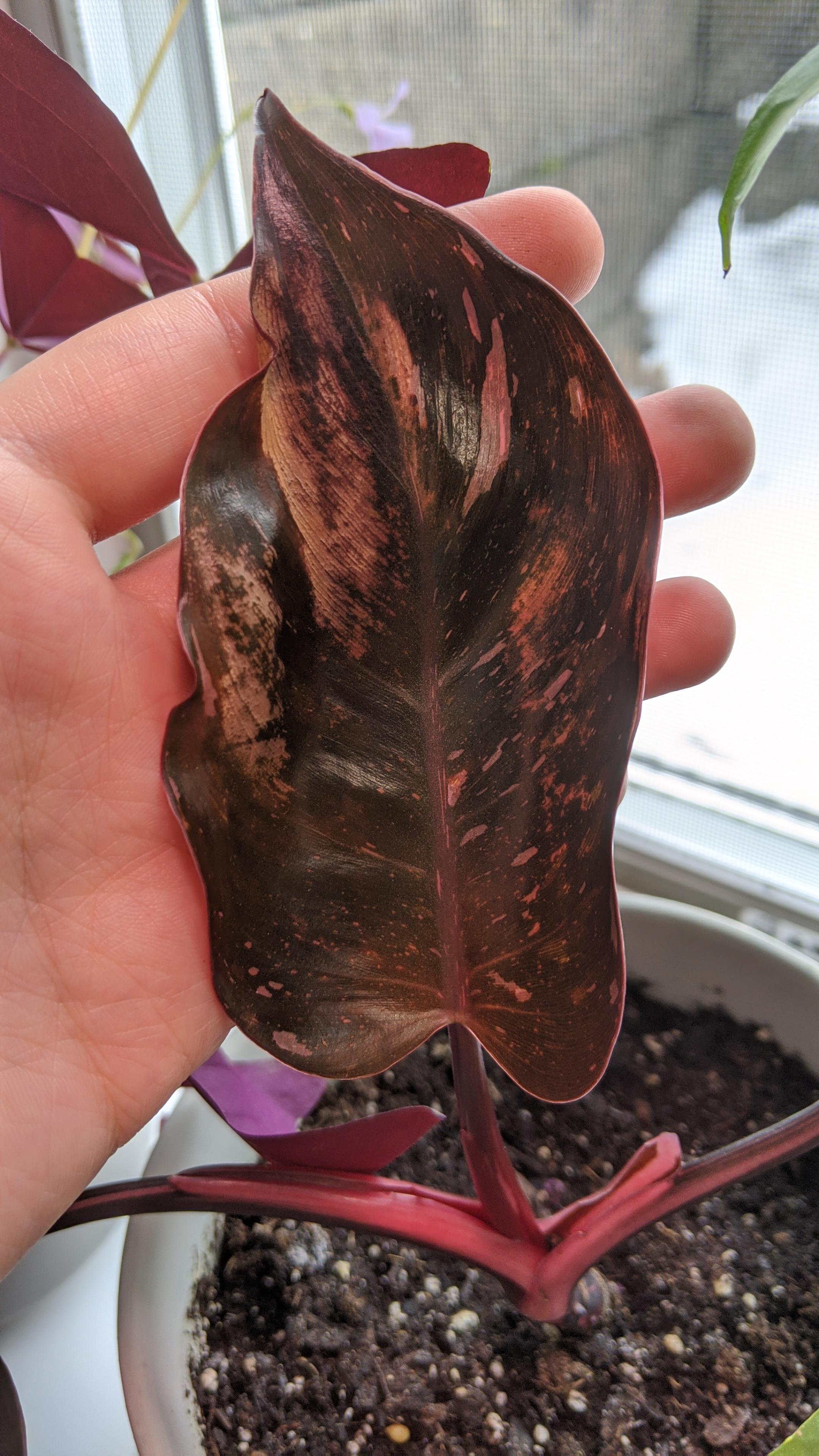 Brown spots on my Pink Princess? r/plantclinic