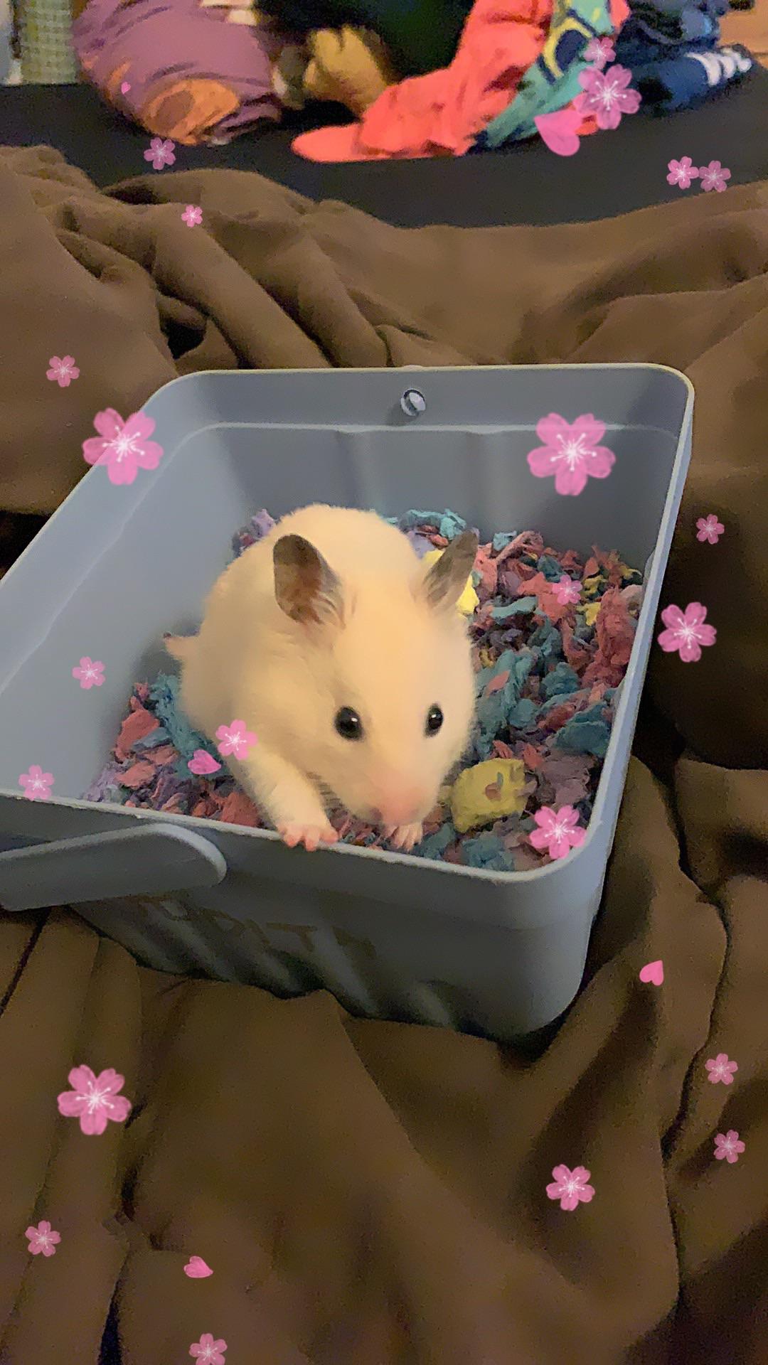 I just got my first ever pet! r/hamsters