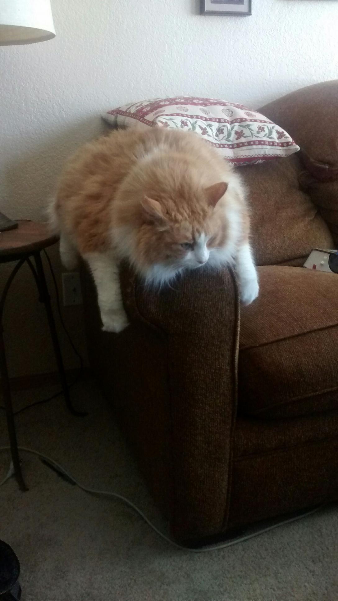 On the subject of large cats... mine likes to hang out