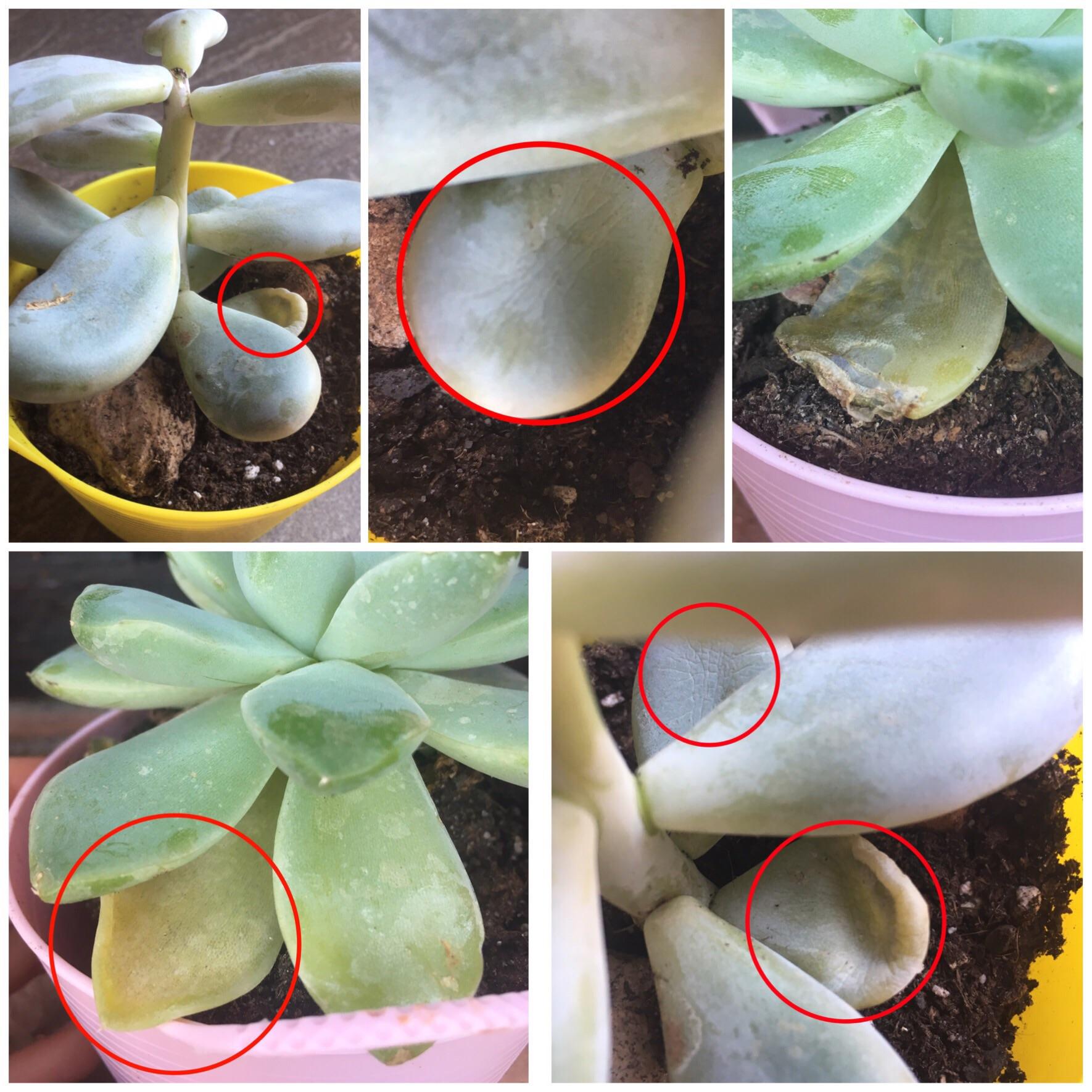 succulent help please!!🌱 i bought these 2 succulents just