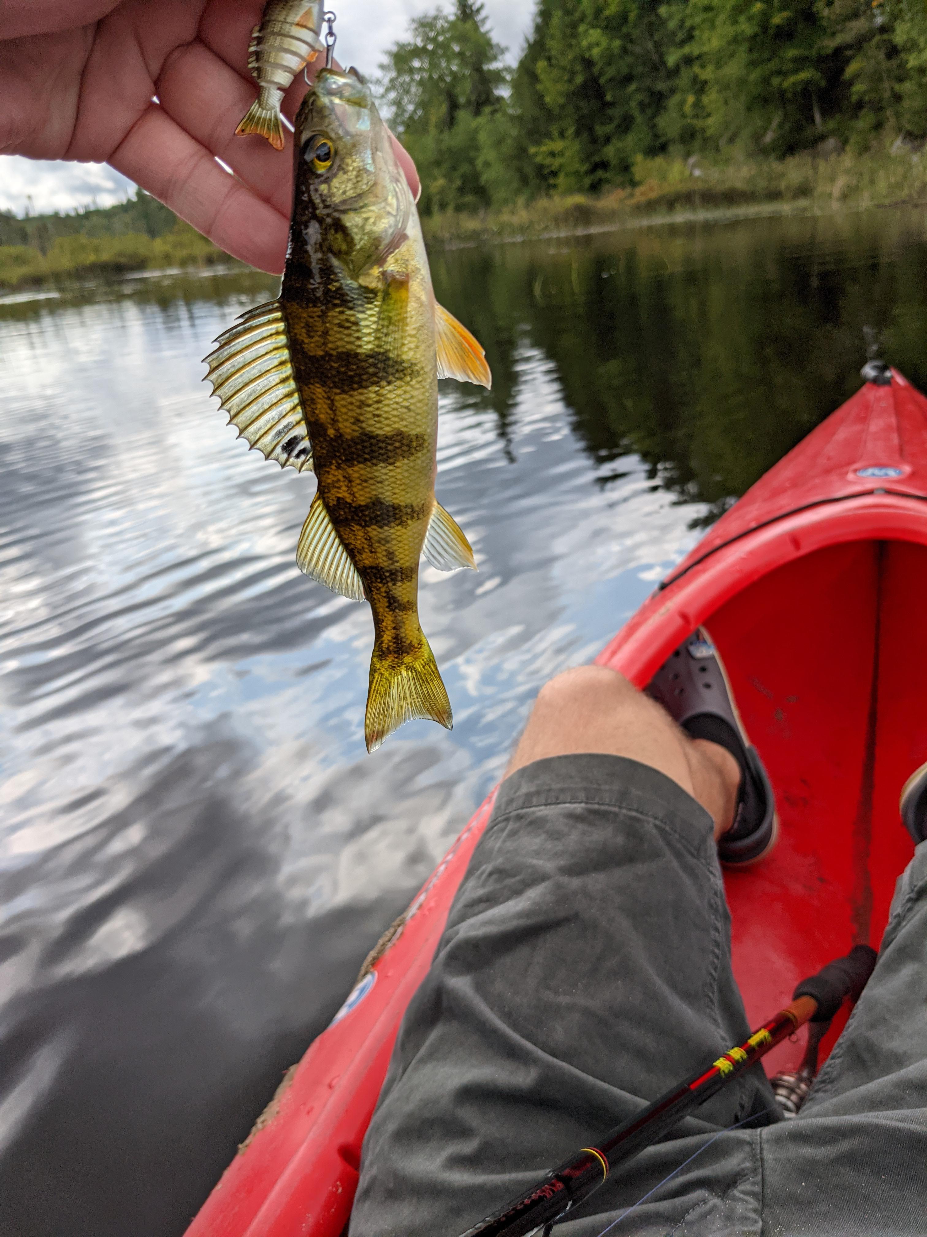 Muskoka, Ontario Perch. This is my first ever perch. Any tips on how to