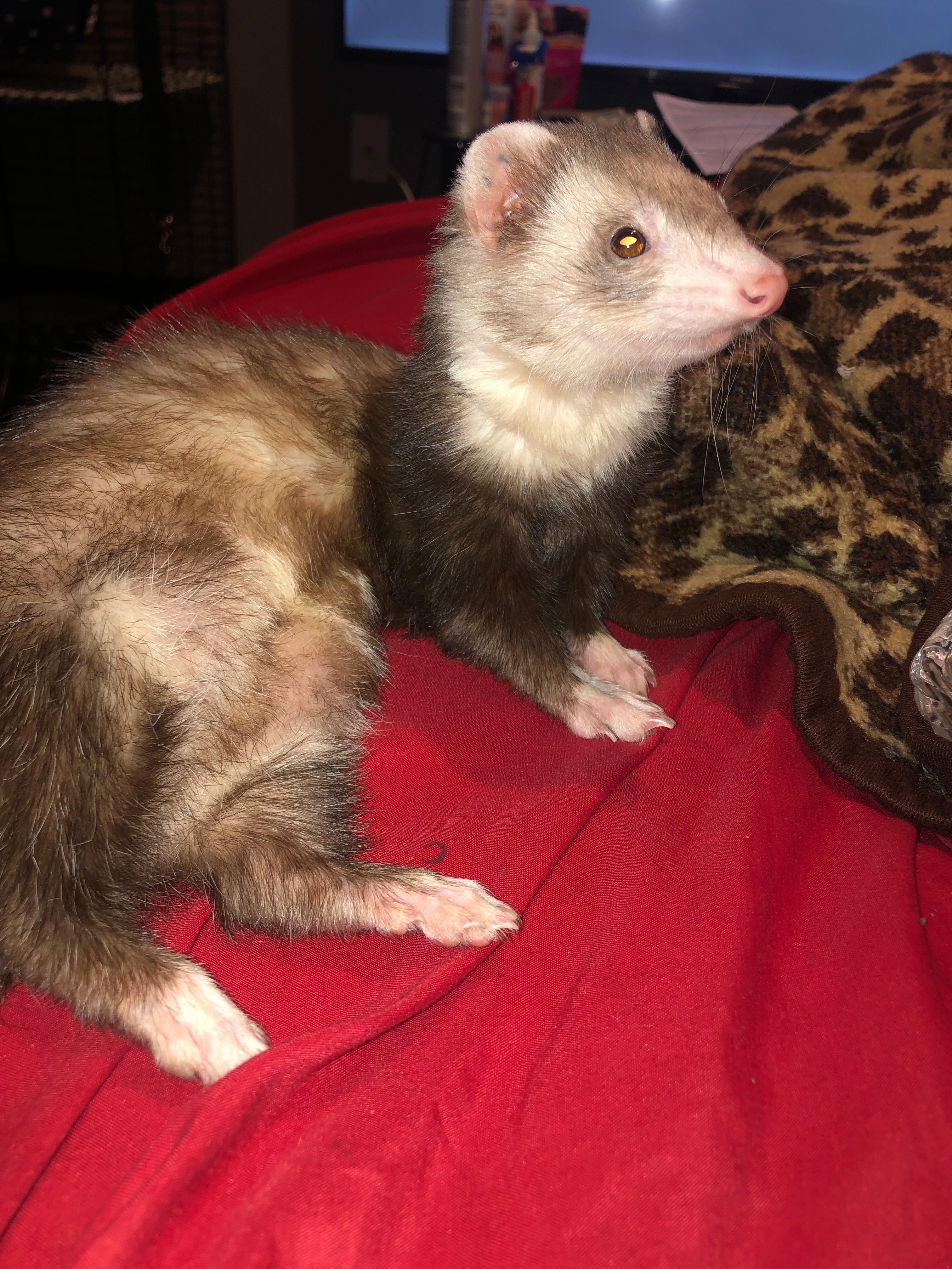 My cinnamon bun r/ferrets