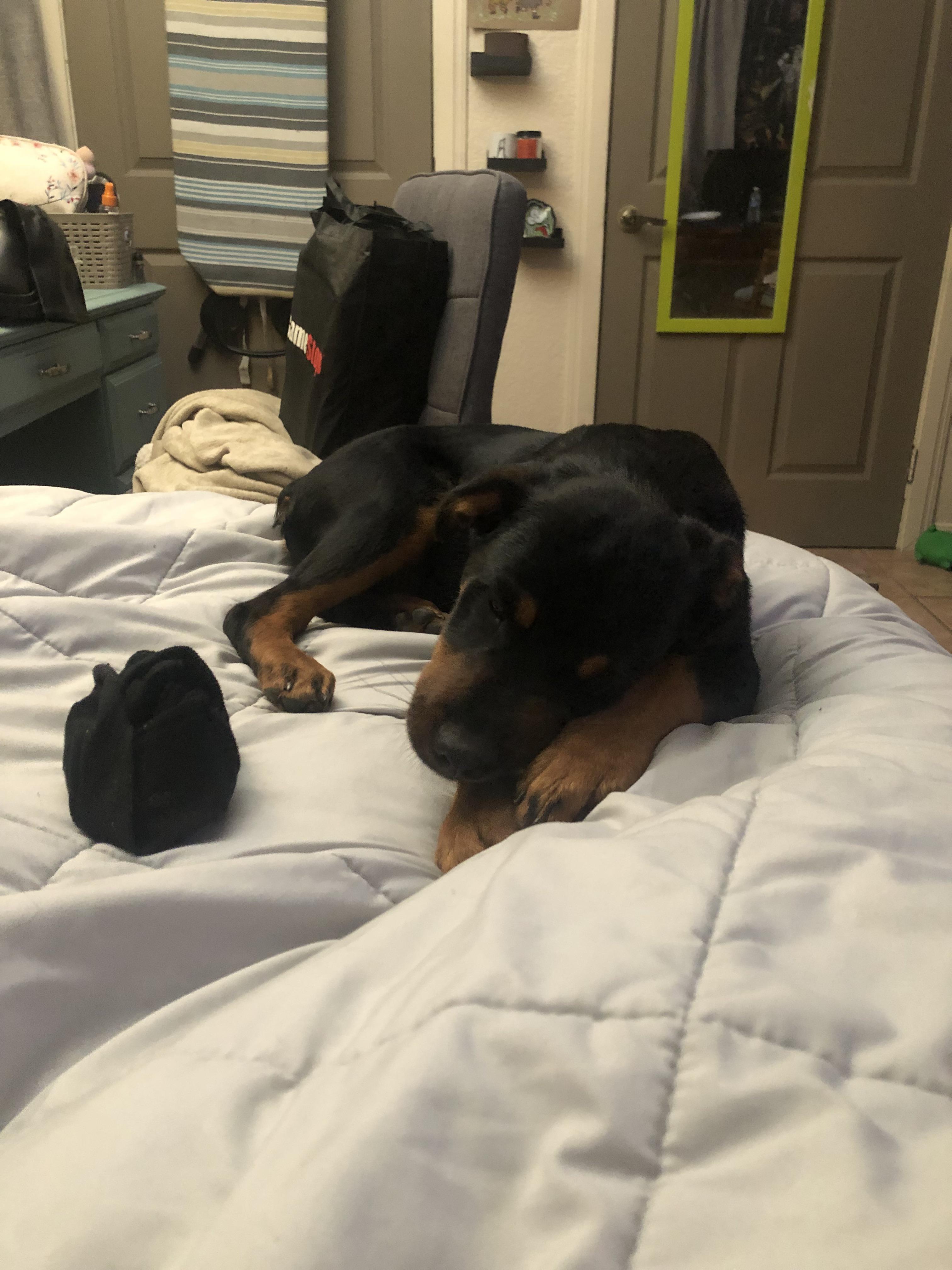 How to teach rotty to jump on bed r/Rottweiler