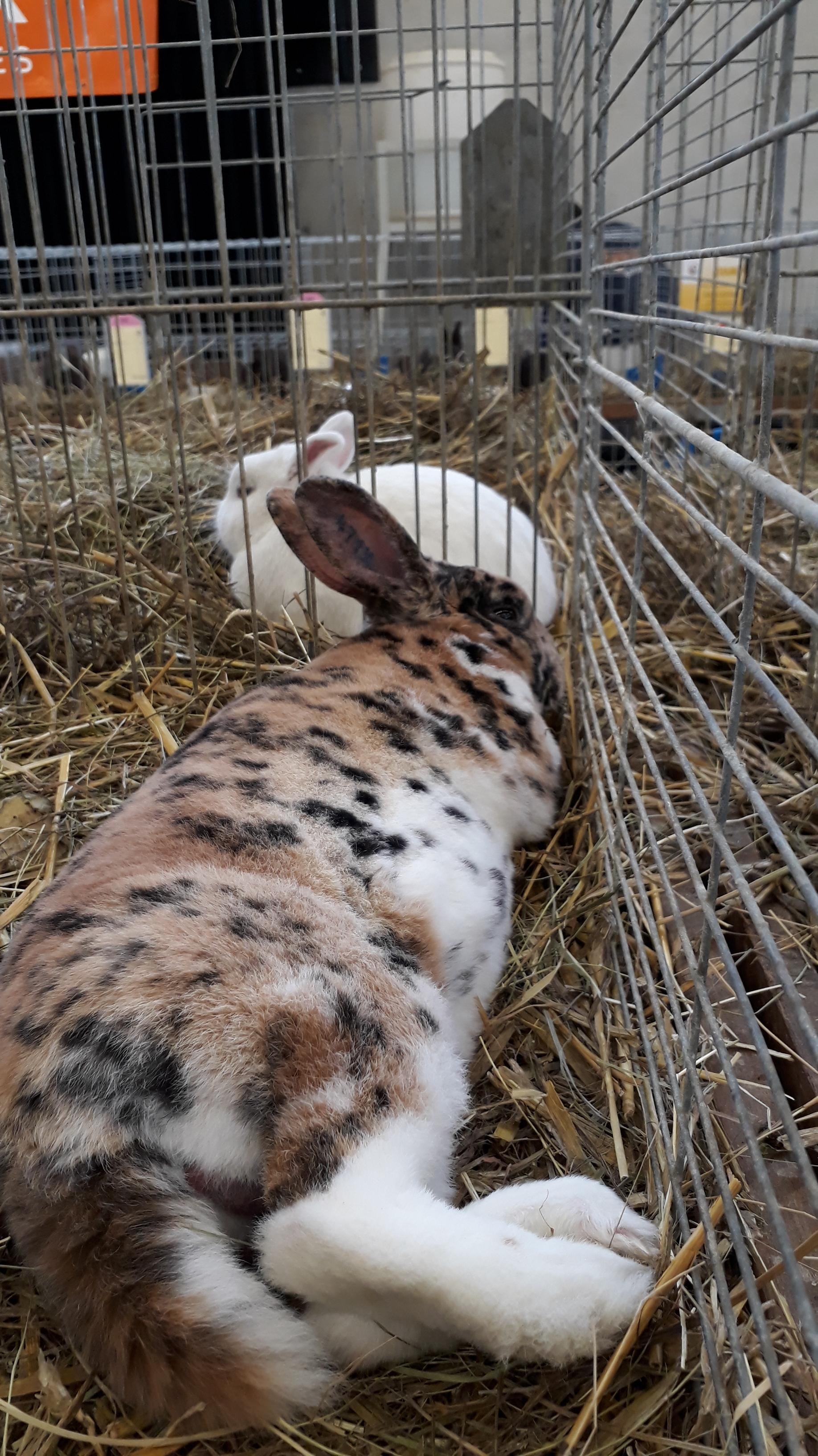 Went to a rabbit show today and saw a few of these odd fellows. r/Rabbits