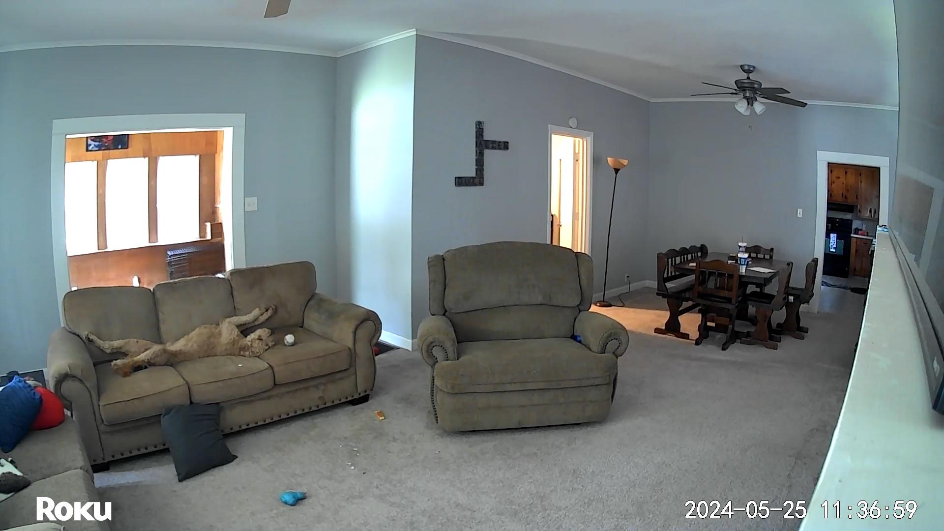 Been leaving him out of his kennel while at work r/Goldendoodles