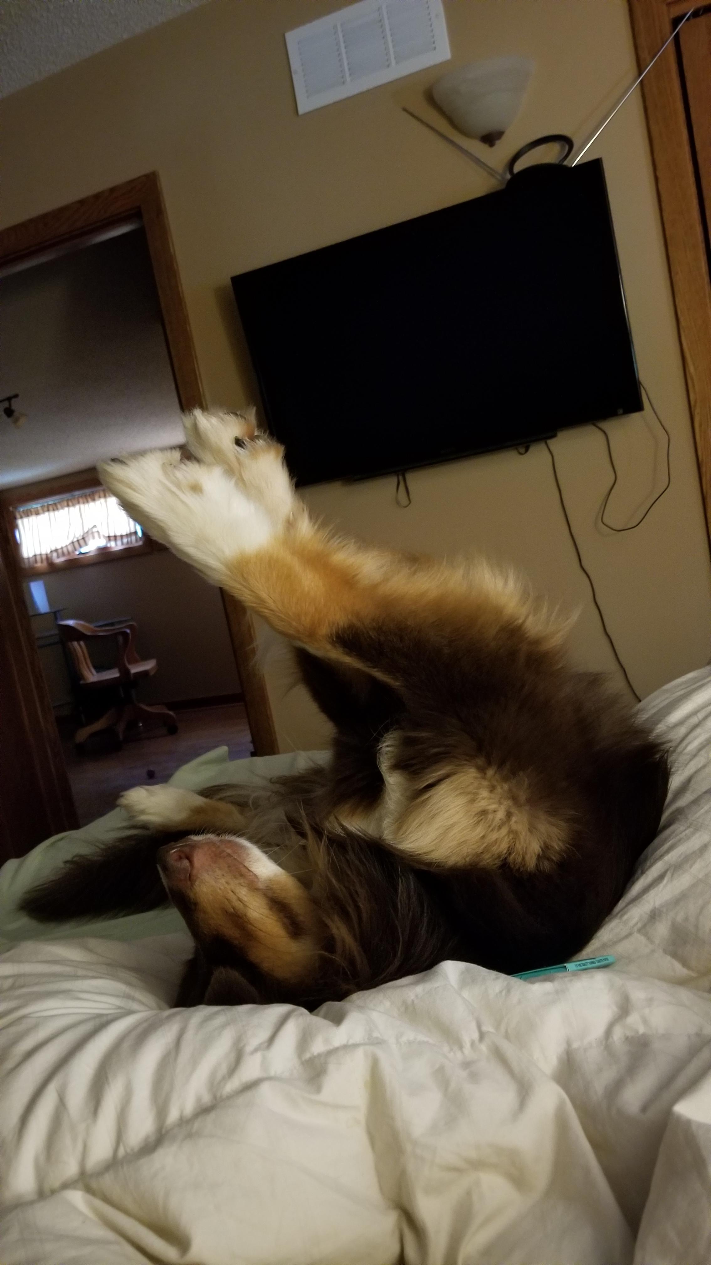 Chewie is having a very exhausting Friday. r/AustralianShepherd