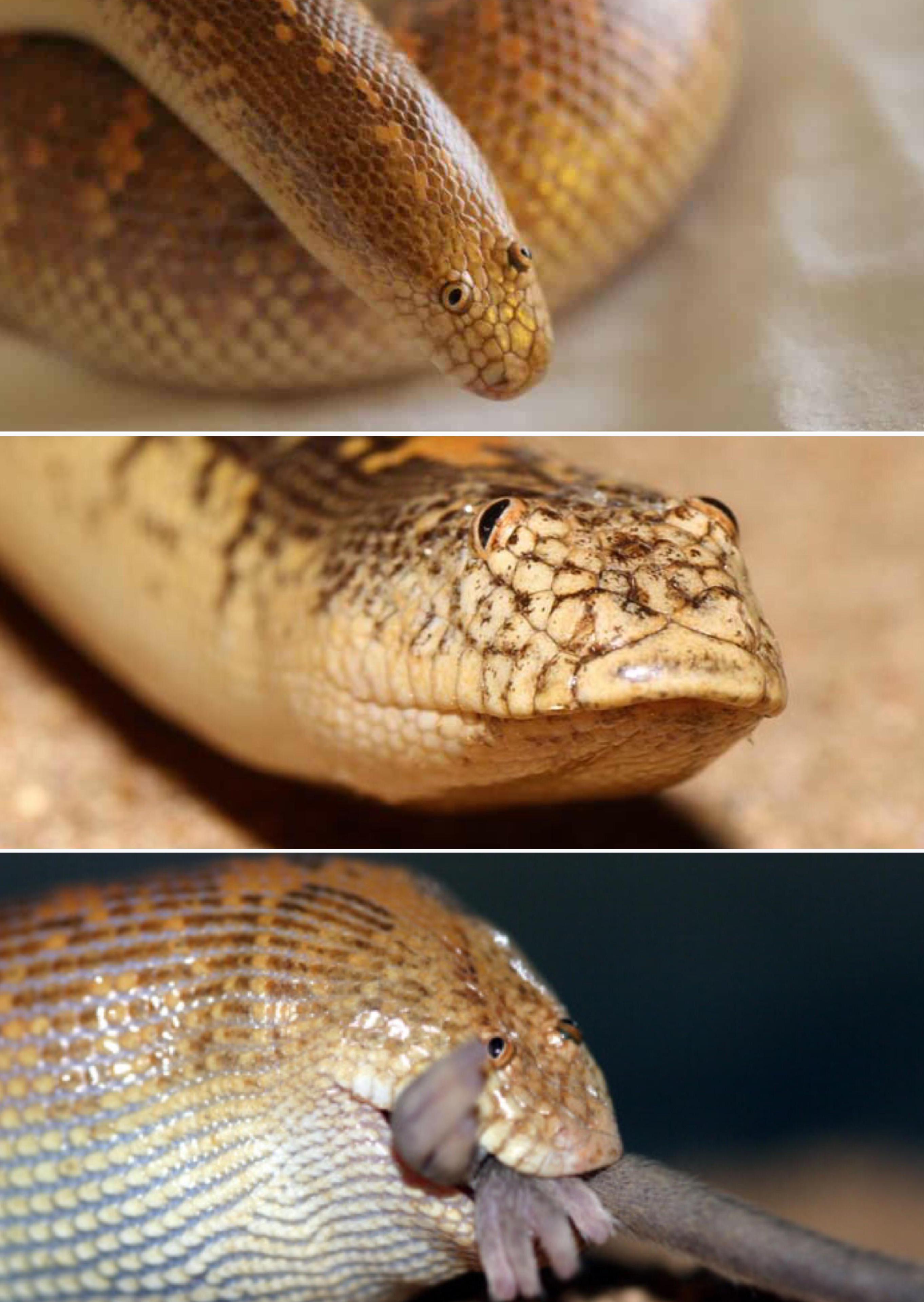 Arabian Sand Boa r/pics