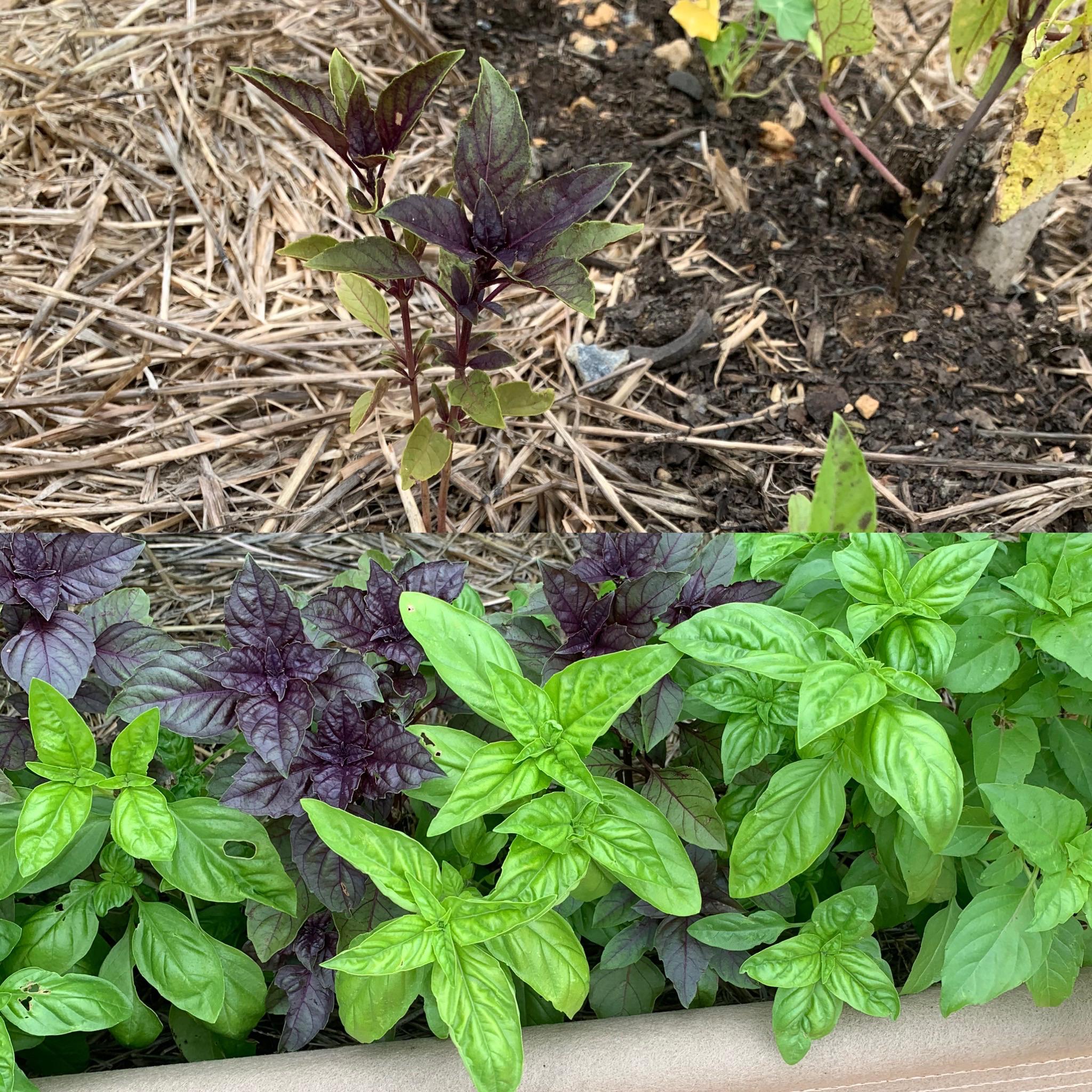 Basil planted at the same time. Top in expensive “raised bed” soil mix
