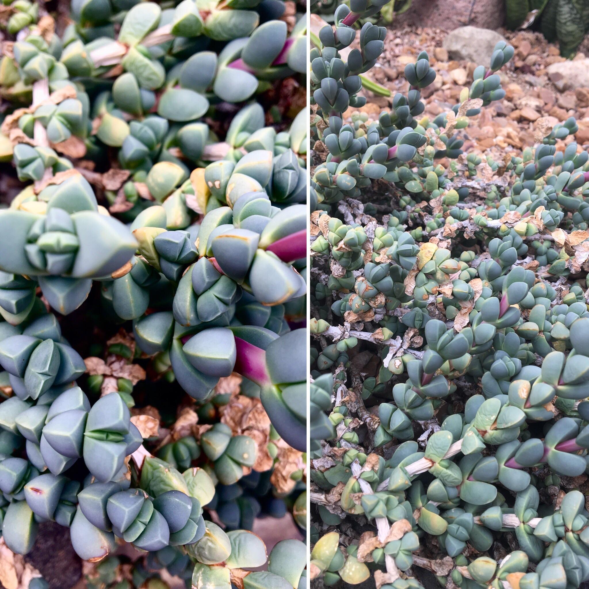 Geometric succulent type plant found in desert section of botanical