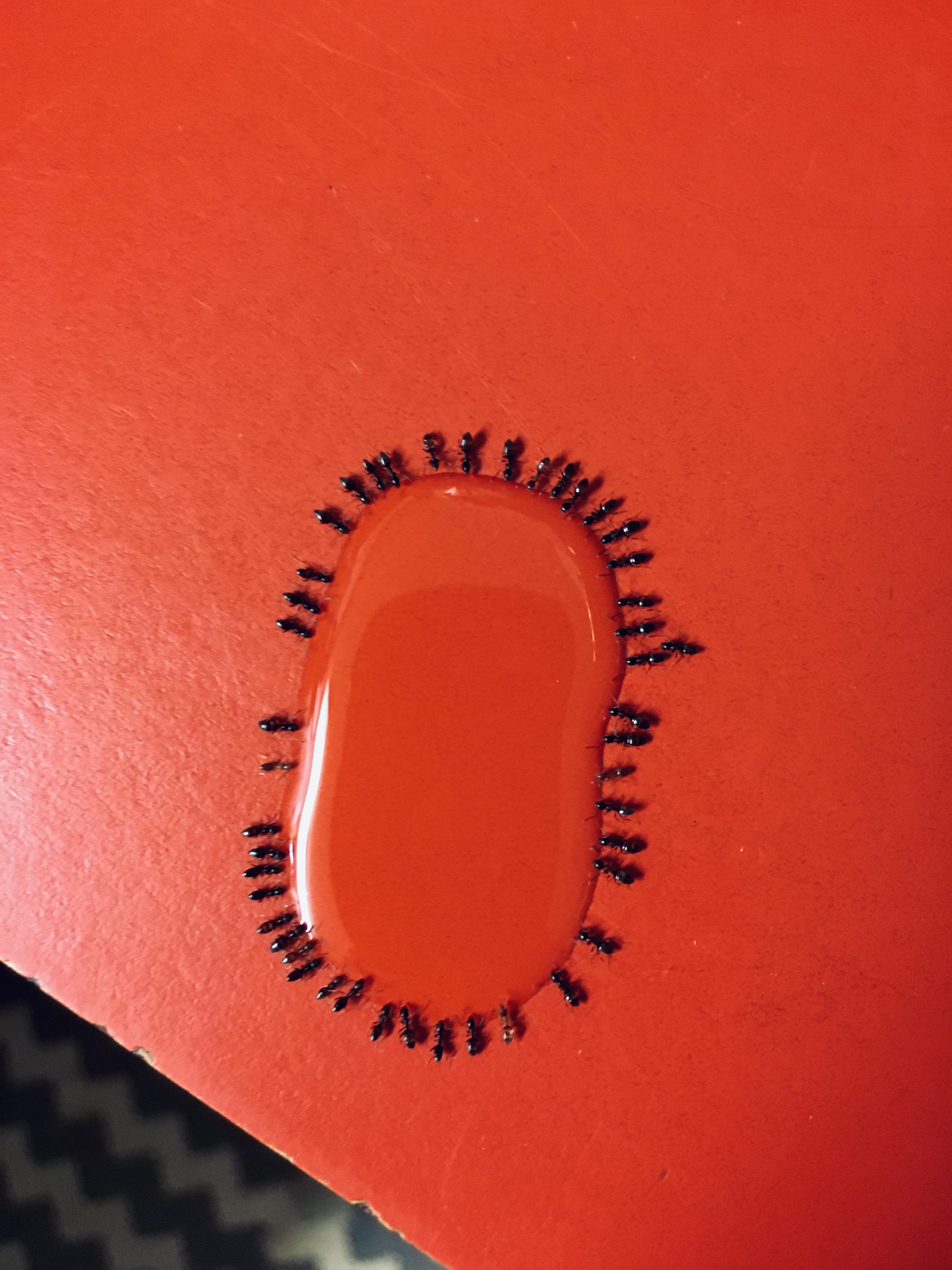 Ants attracted to sugar water r/pics