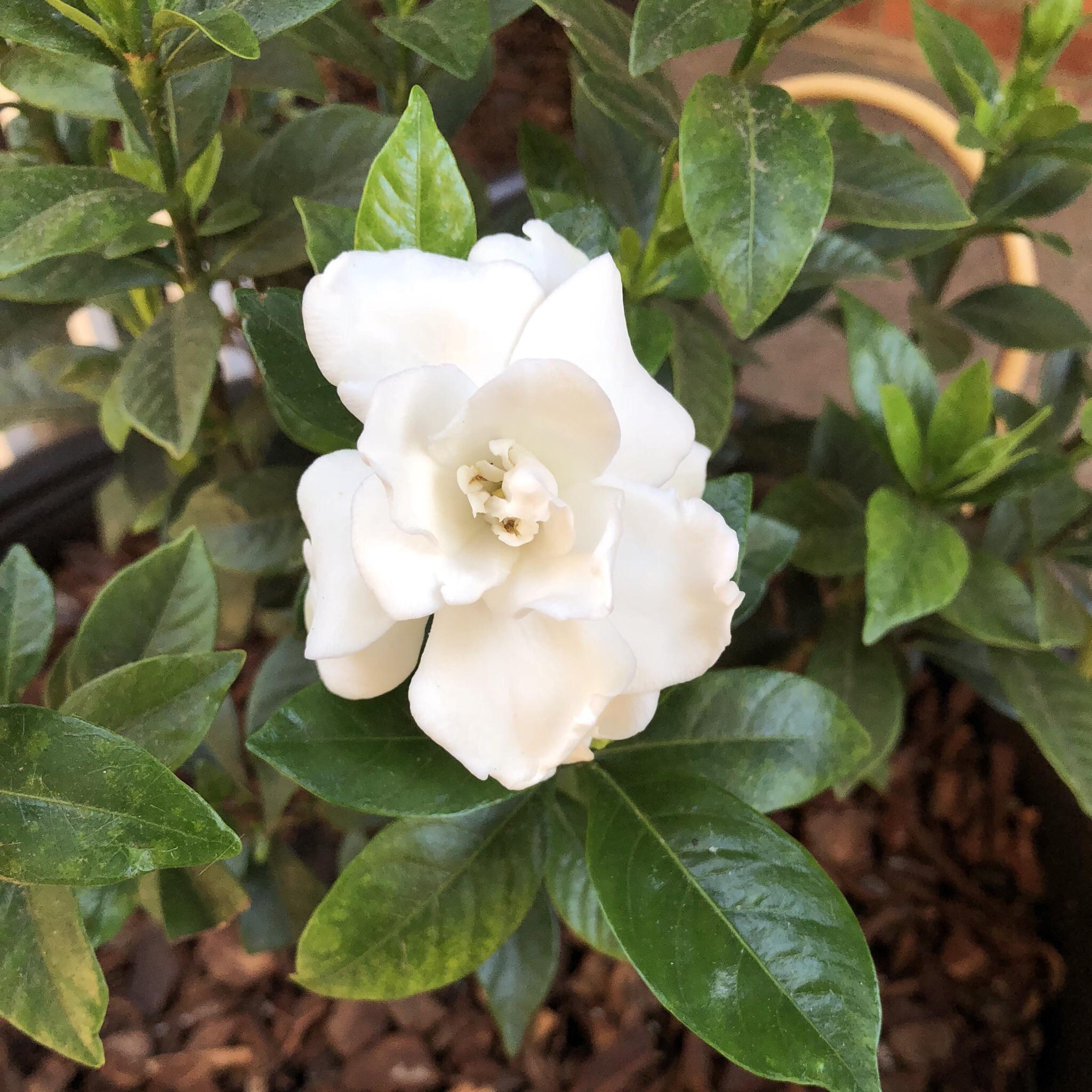 My first gardenia bloom. (Zone 7b) r/gardening