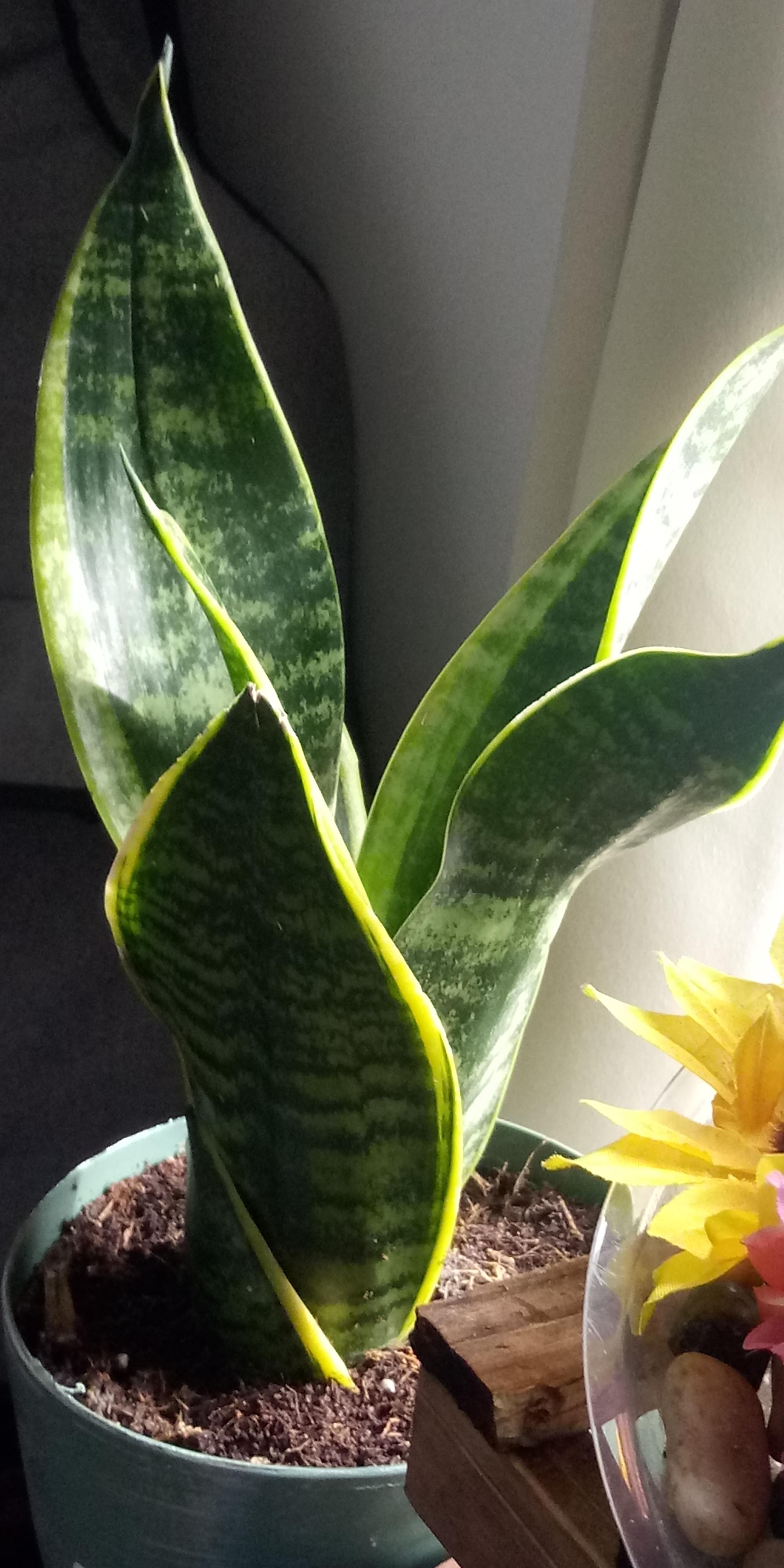 My new and first non succulent, it's a snake plant, any care tips so I