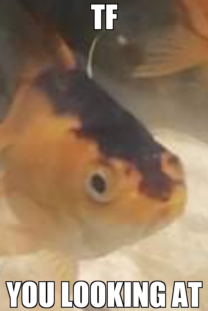 Fresh meme, straight out of the aquarium. AquariumMemes
