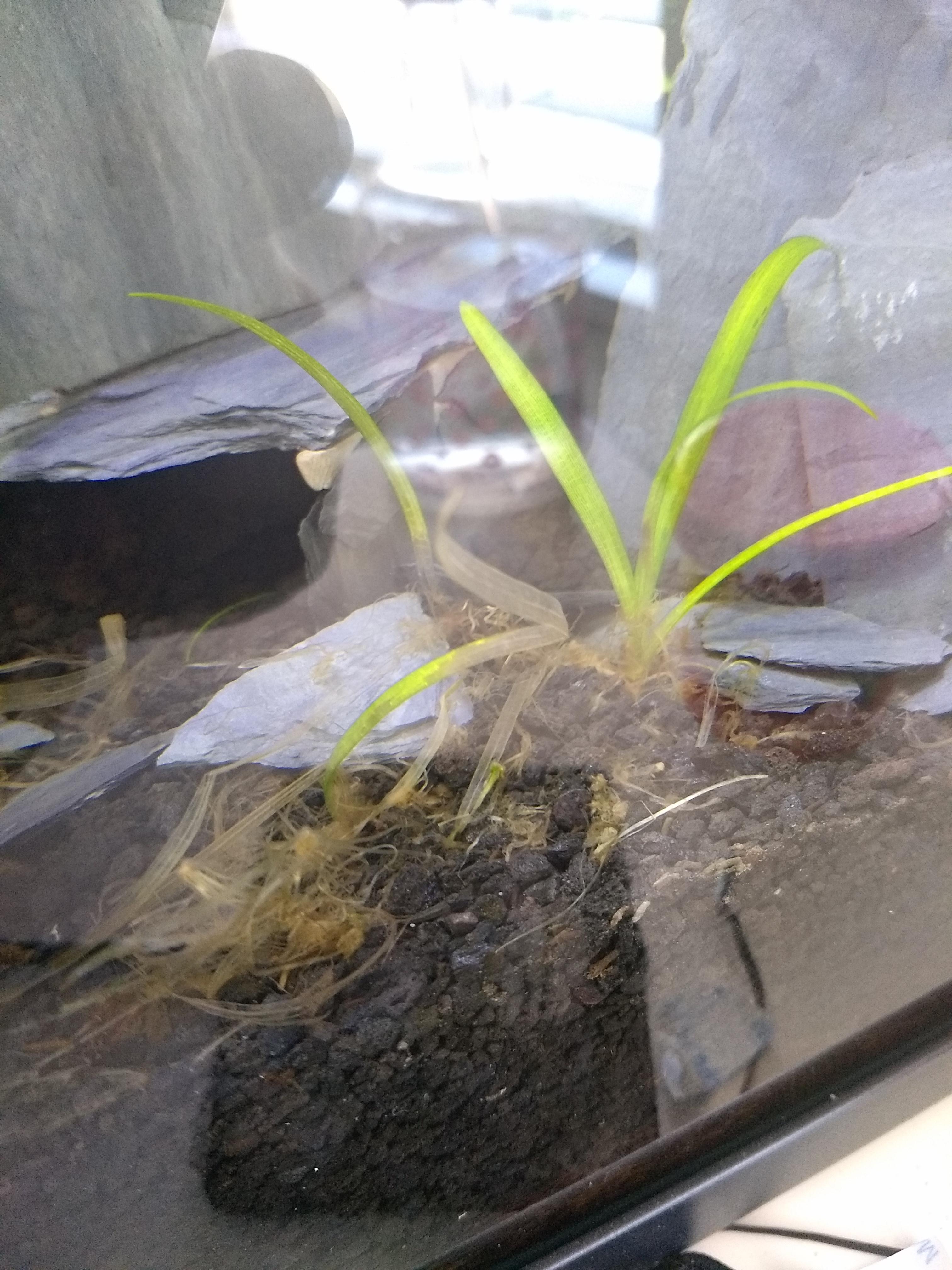 What's killing my plants? r/Aquariums