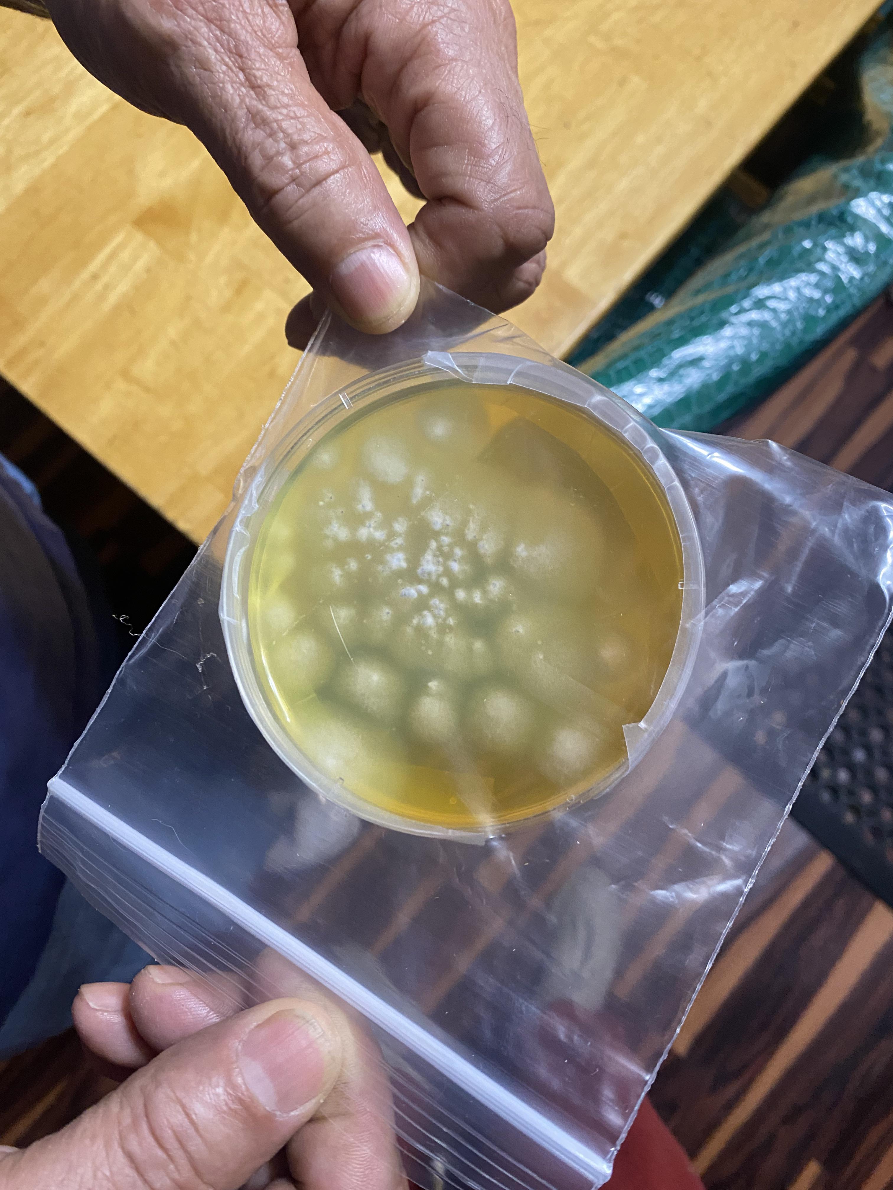 [First time grower] I’m starting from an agar plate. Does this look