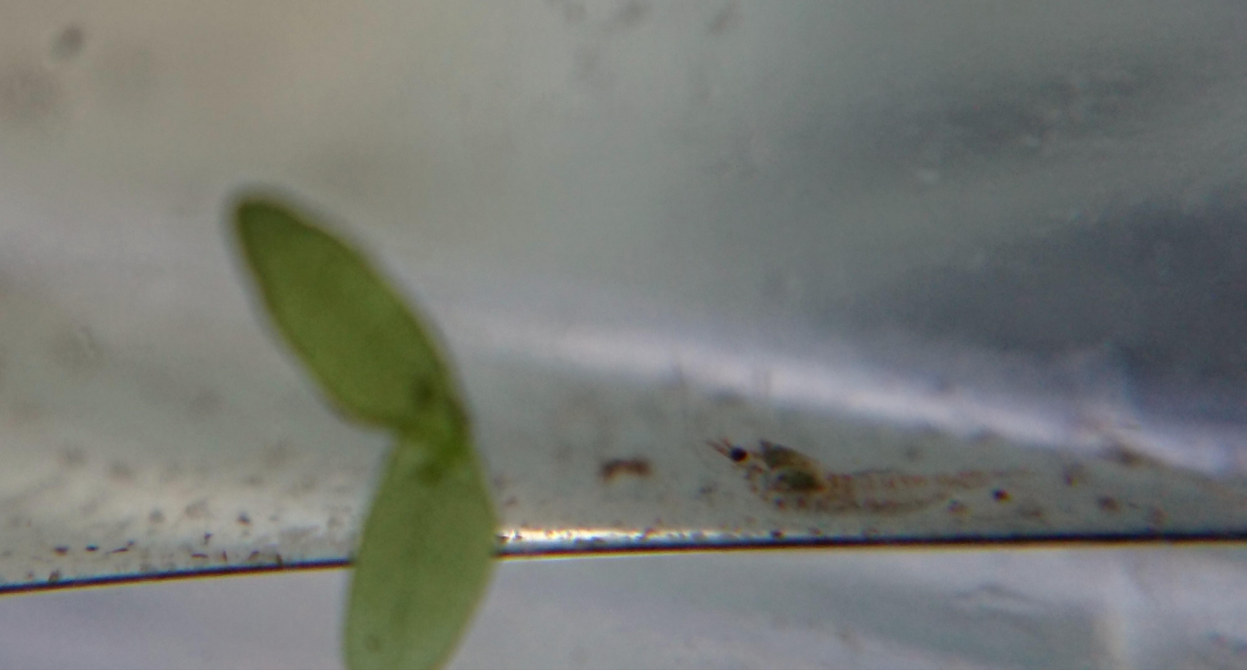 One of the tiny shrimp babies I managed to save when their mom died