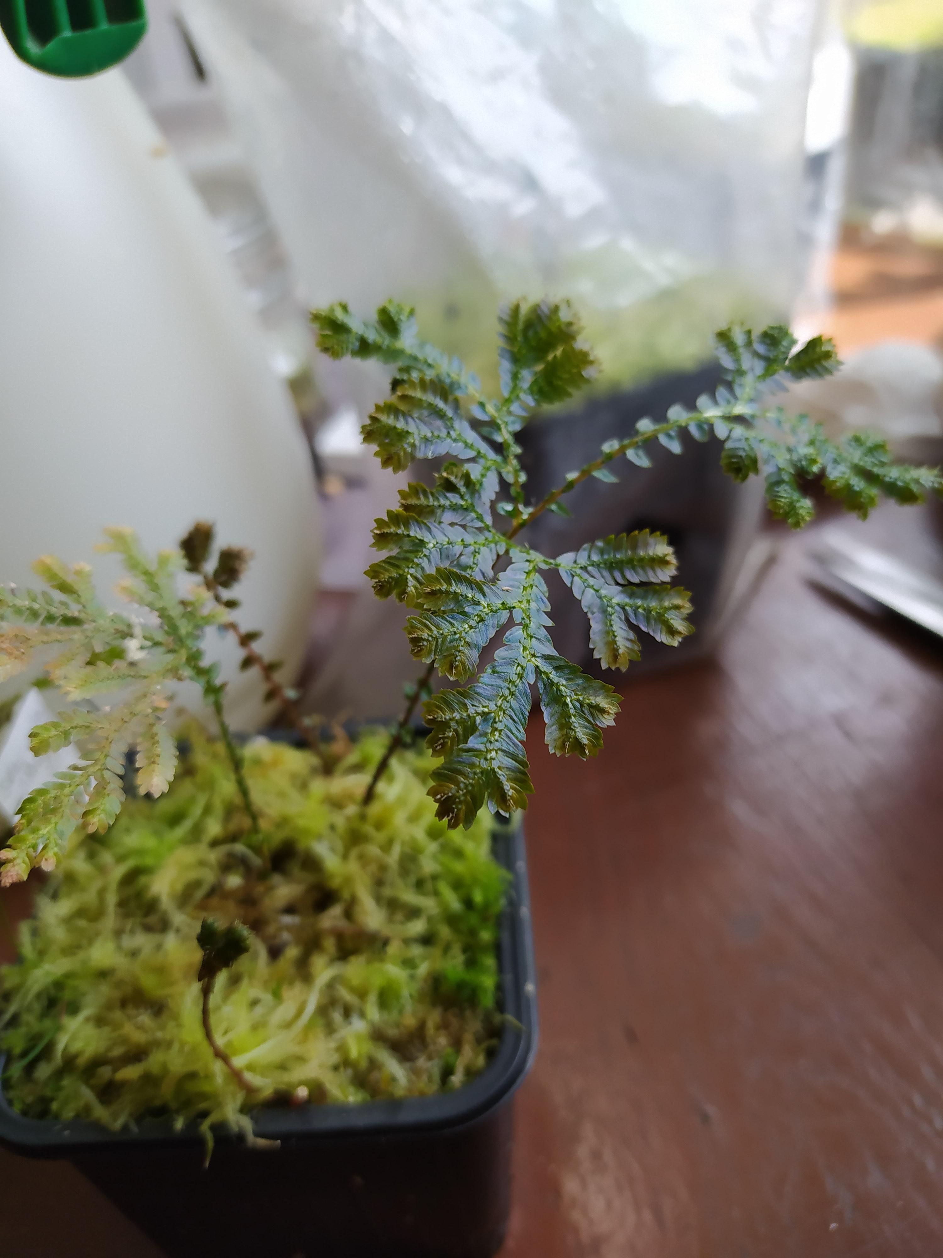 Selaginella willdenowii, a fernally with beautiful metallic blue