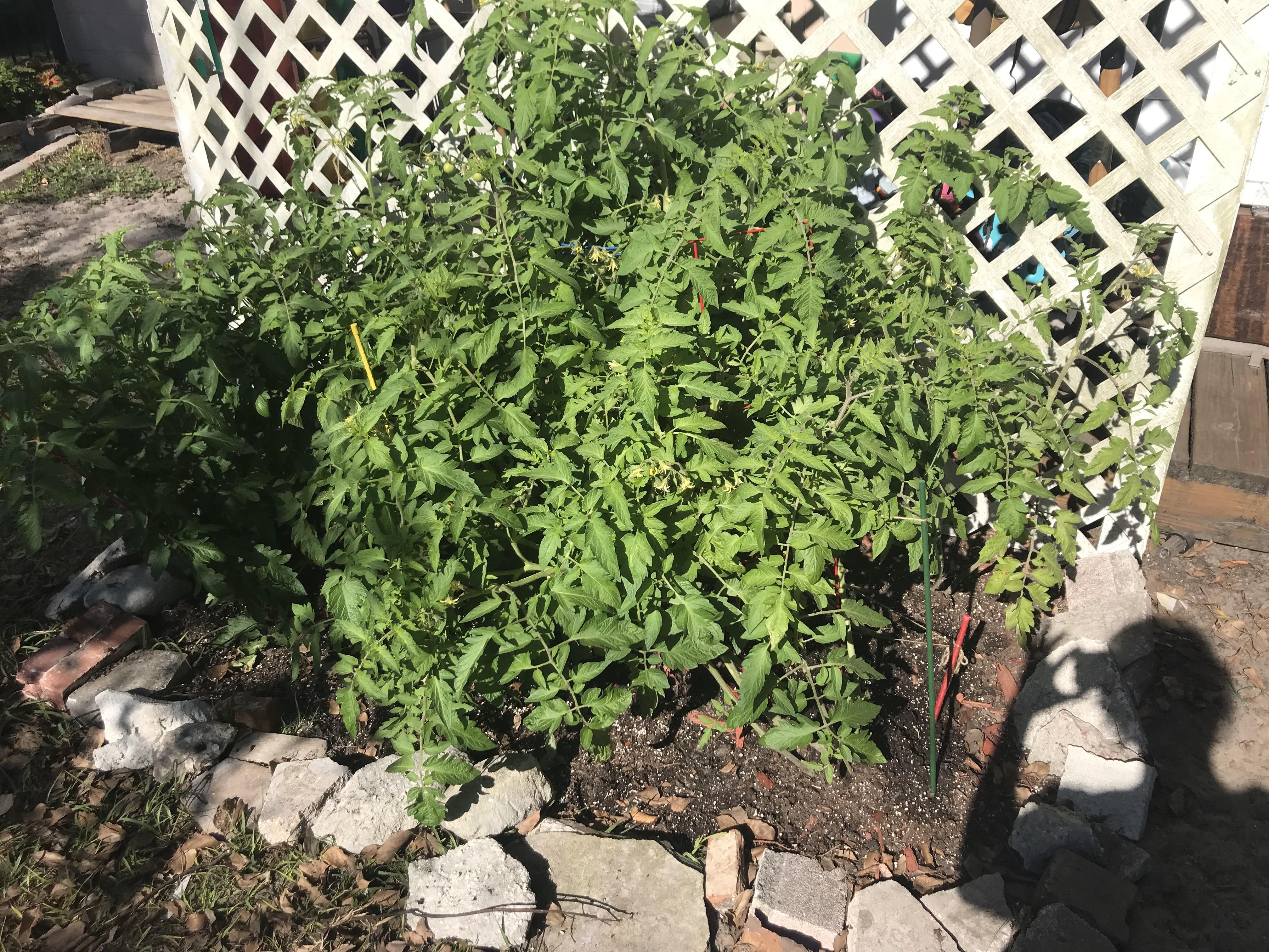 How do I keep my beautiful tomatoes alive during potential SNOW in