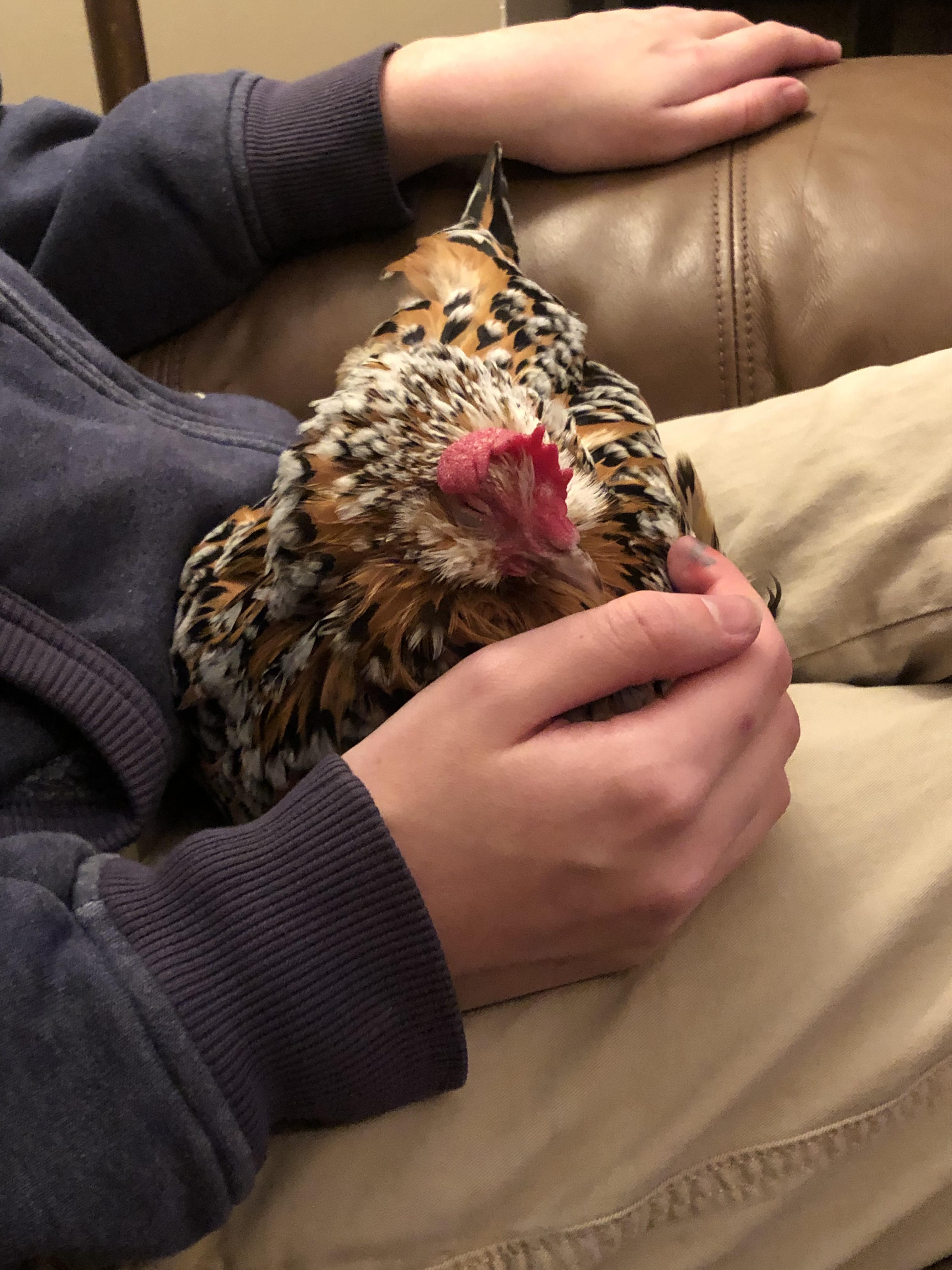 Meet Henny Penny! She’s a Mil Fleur Bantam and is my little buddy. r