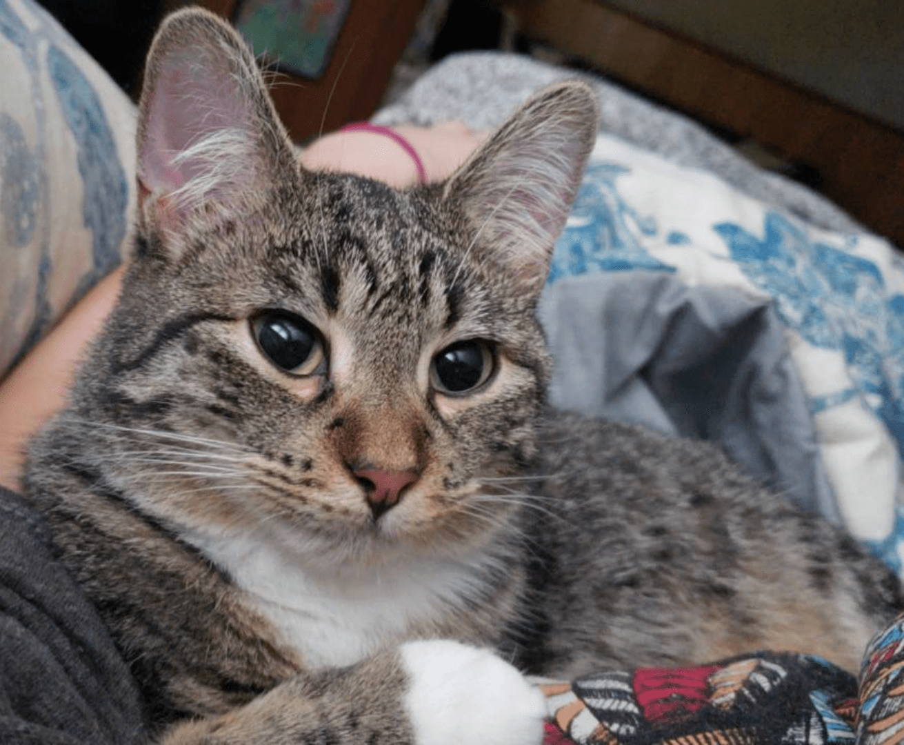 Azalea being adorable as usual cats