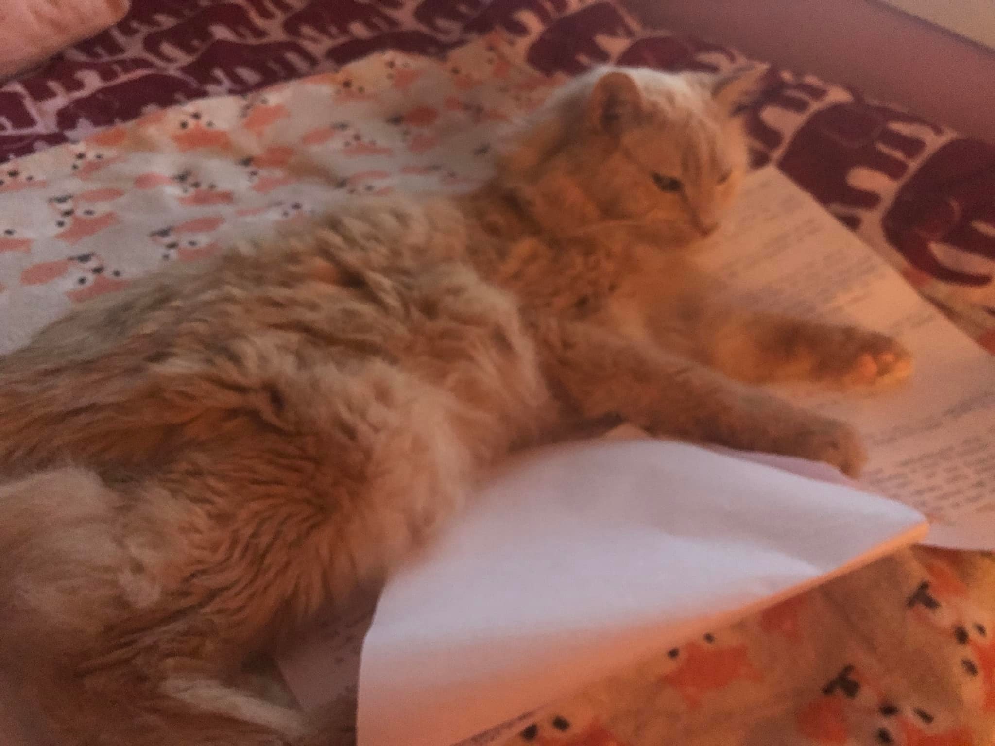 Why Does My Cat Love to Lay on Paper? cats