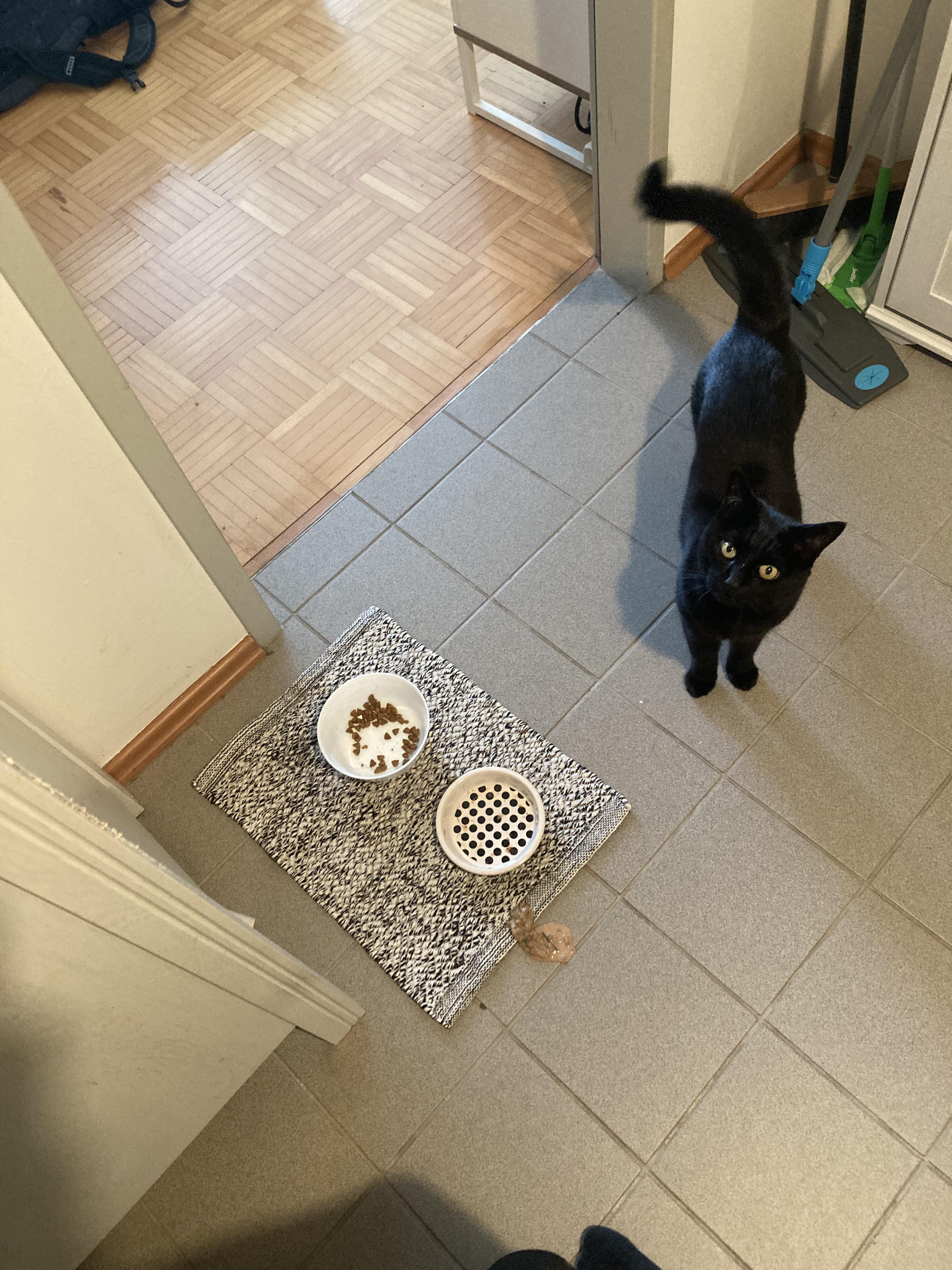 cat ate some snacks, threw up and demanded snacks again r/Wellthatsucks