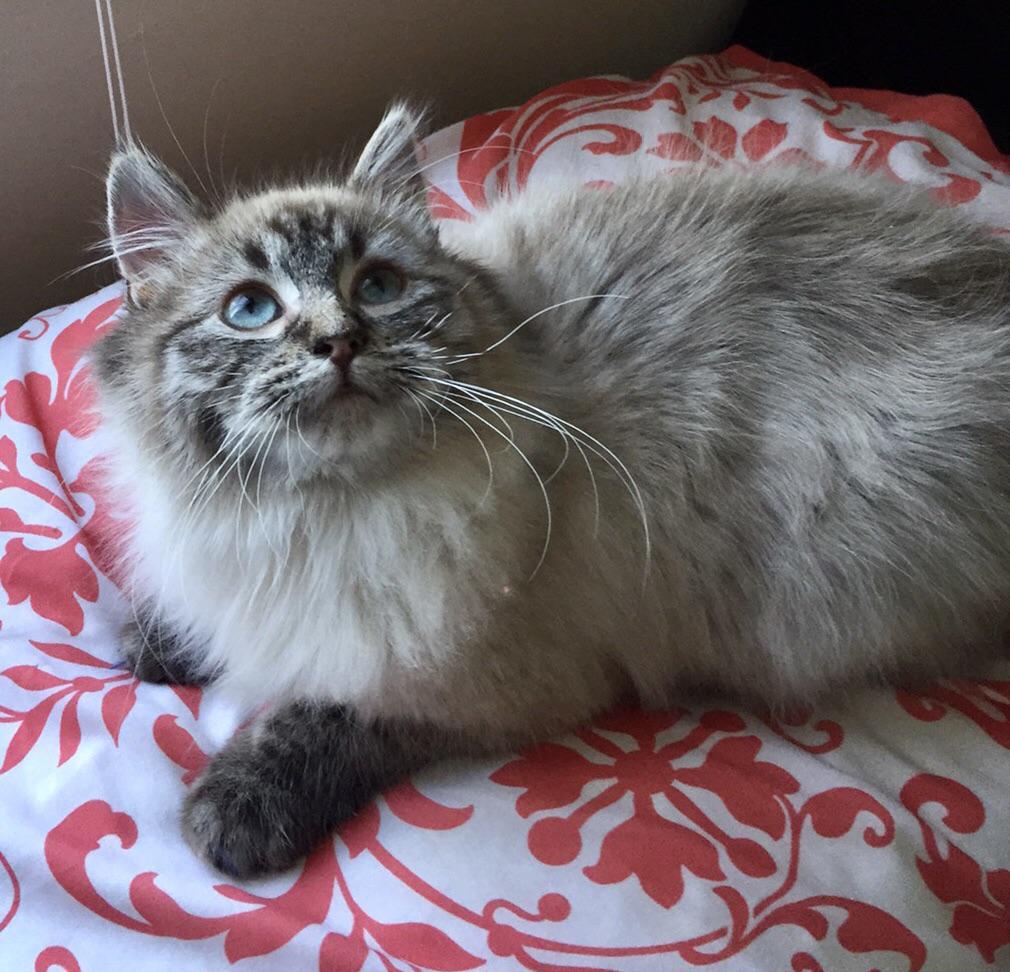 Naviero (u/NaviLynn) - Reddit