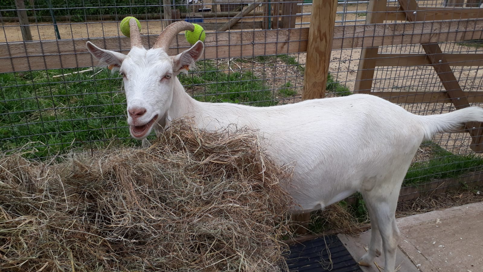 Farmer put tennis balls on his goats horns to minimize headbutt damage