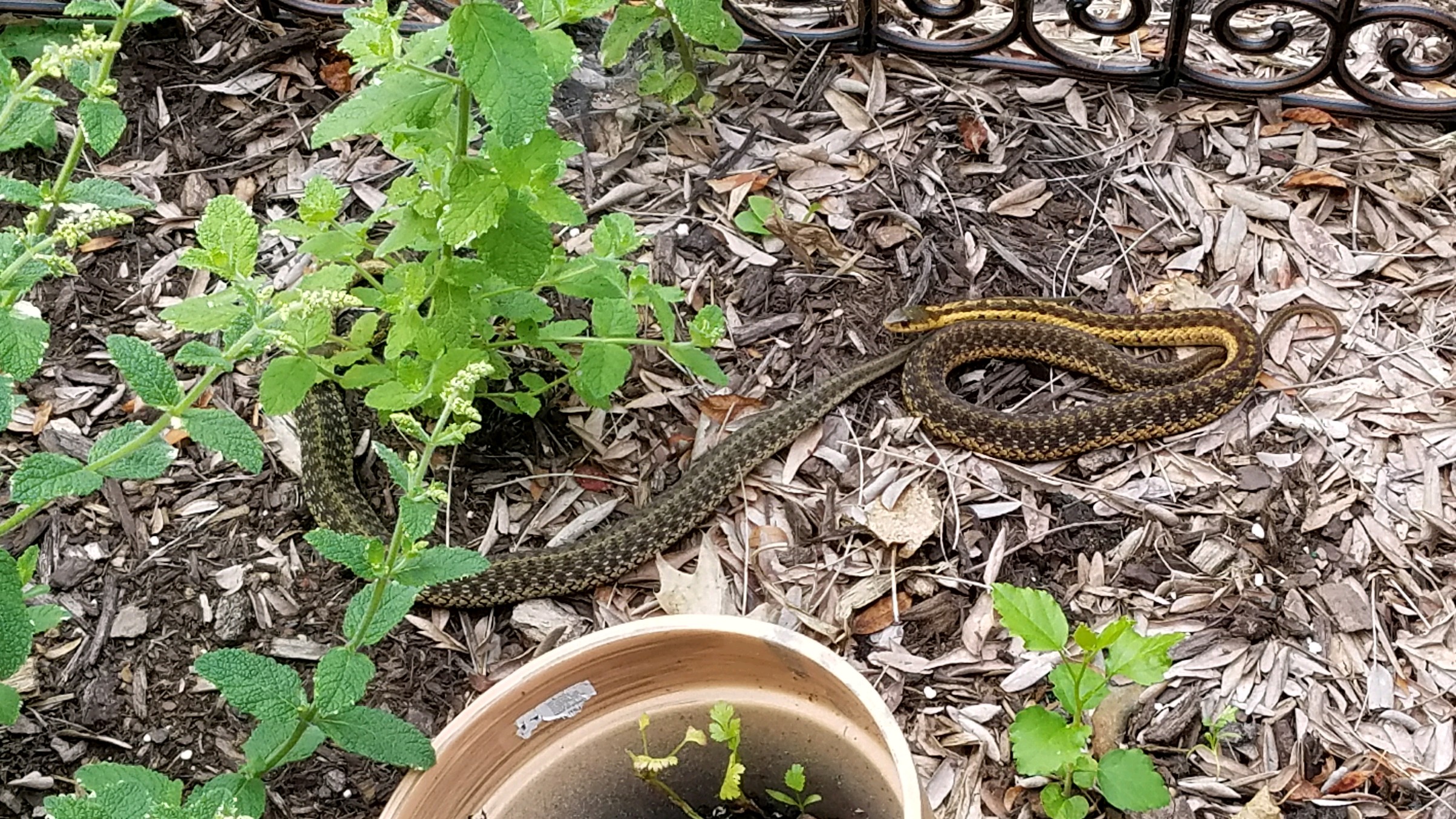 These two are always together. They live under the front porch ) r/snakes