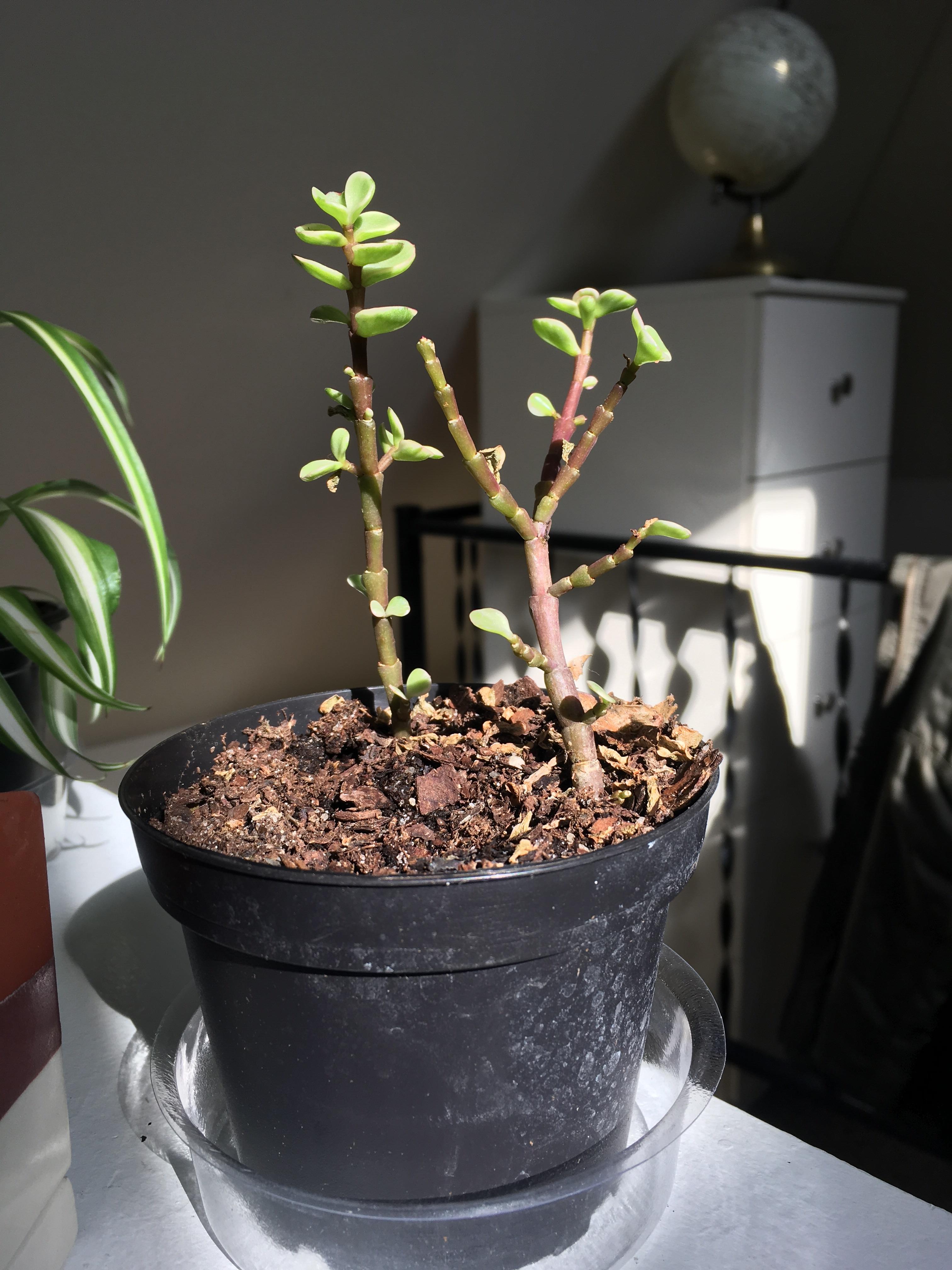 Dwarf Jade Leaves Falling Daily plantclinic