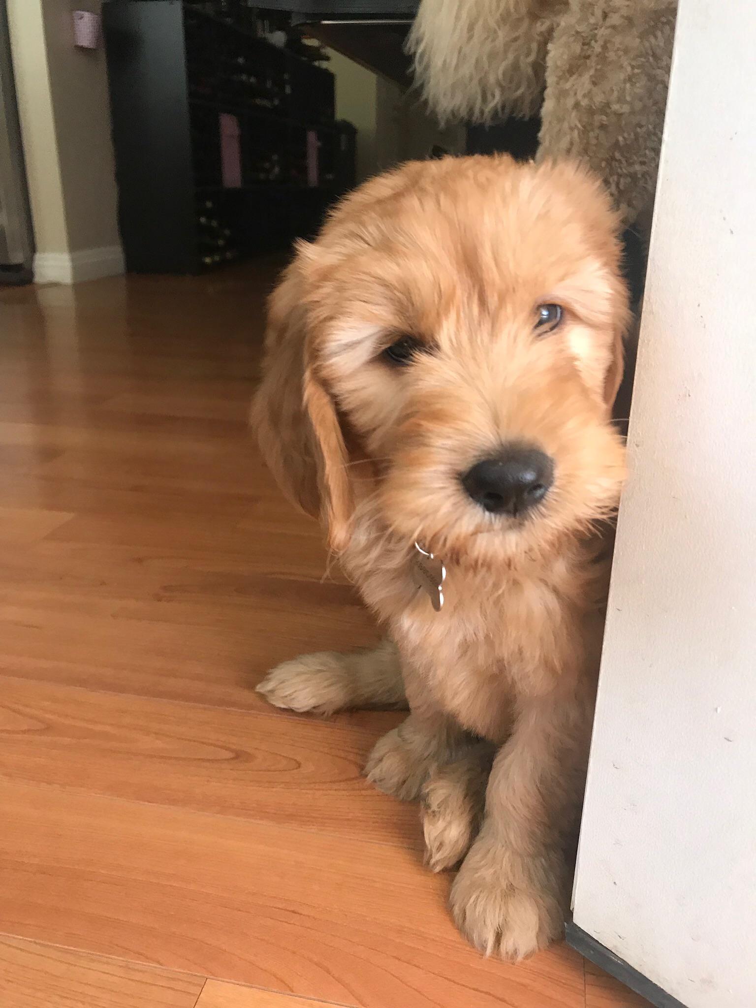 Meet Churchill, he was that fat one of the litter born on Dday