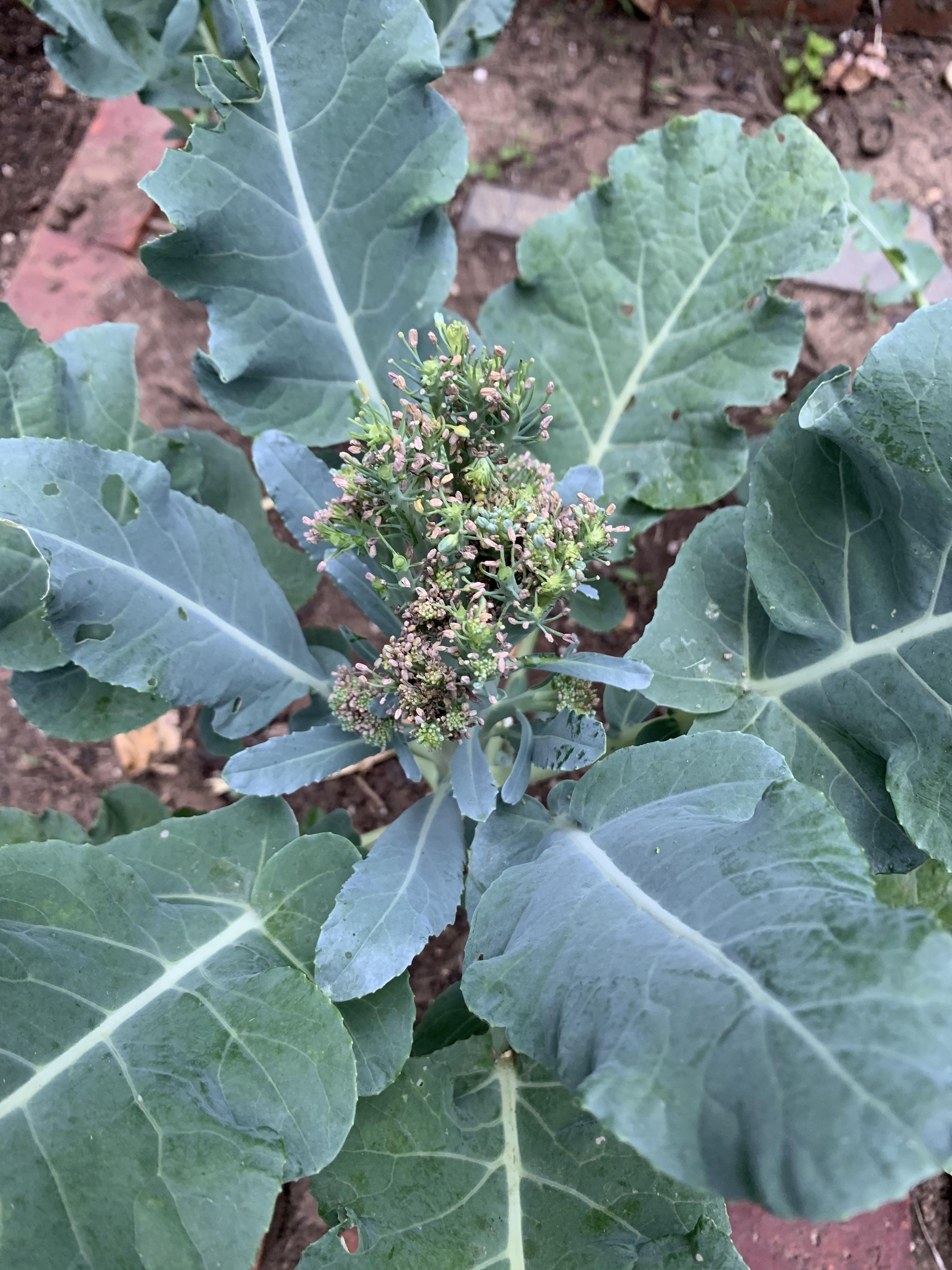 Is my broccoli dying or this the product of my chickens?? r