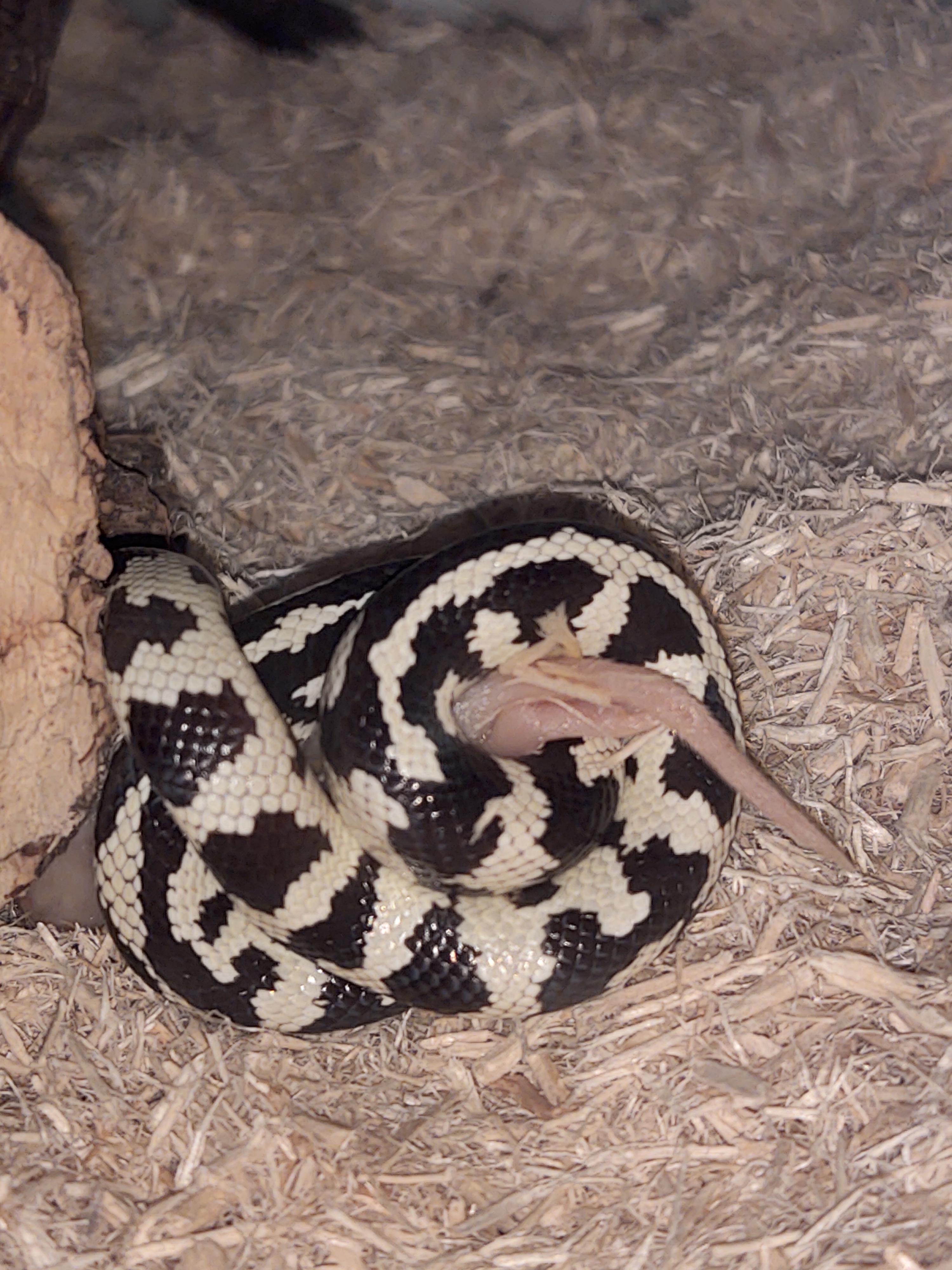 Constriction!! (Not live) r/snakes