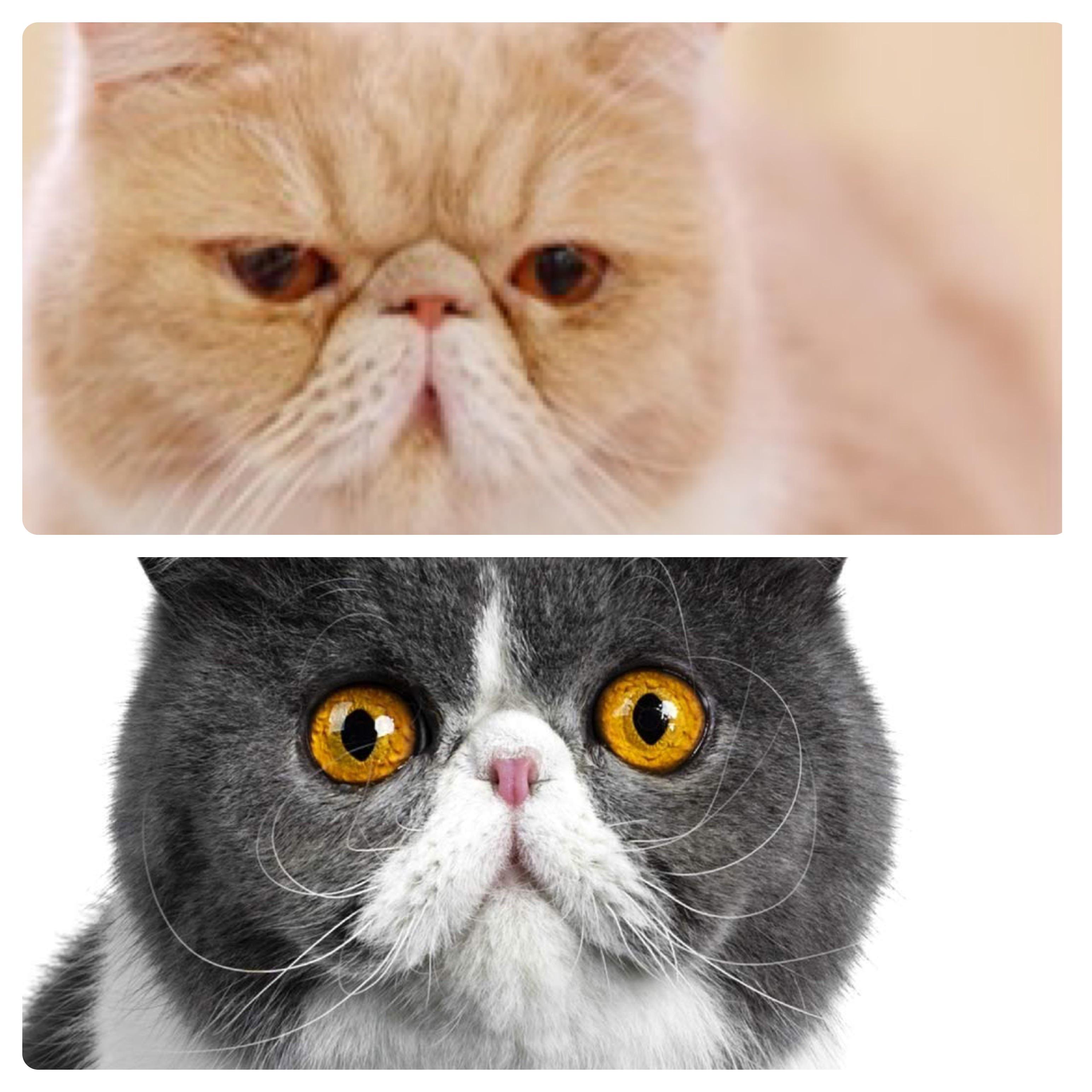 Can someone tell me why these two cats look different in the face? r