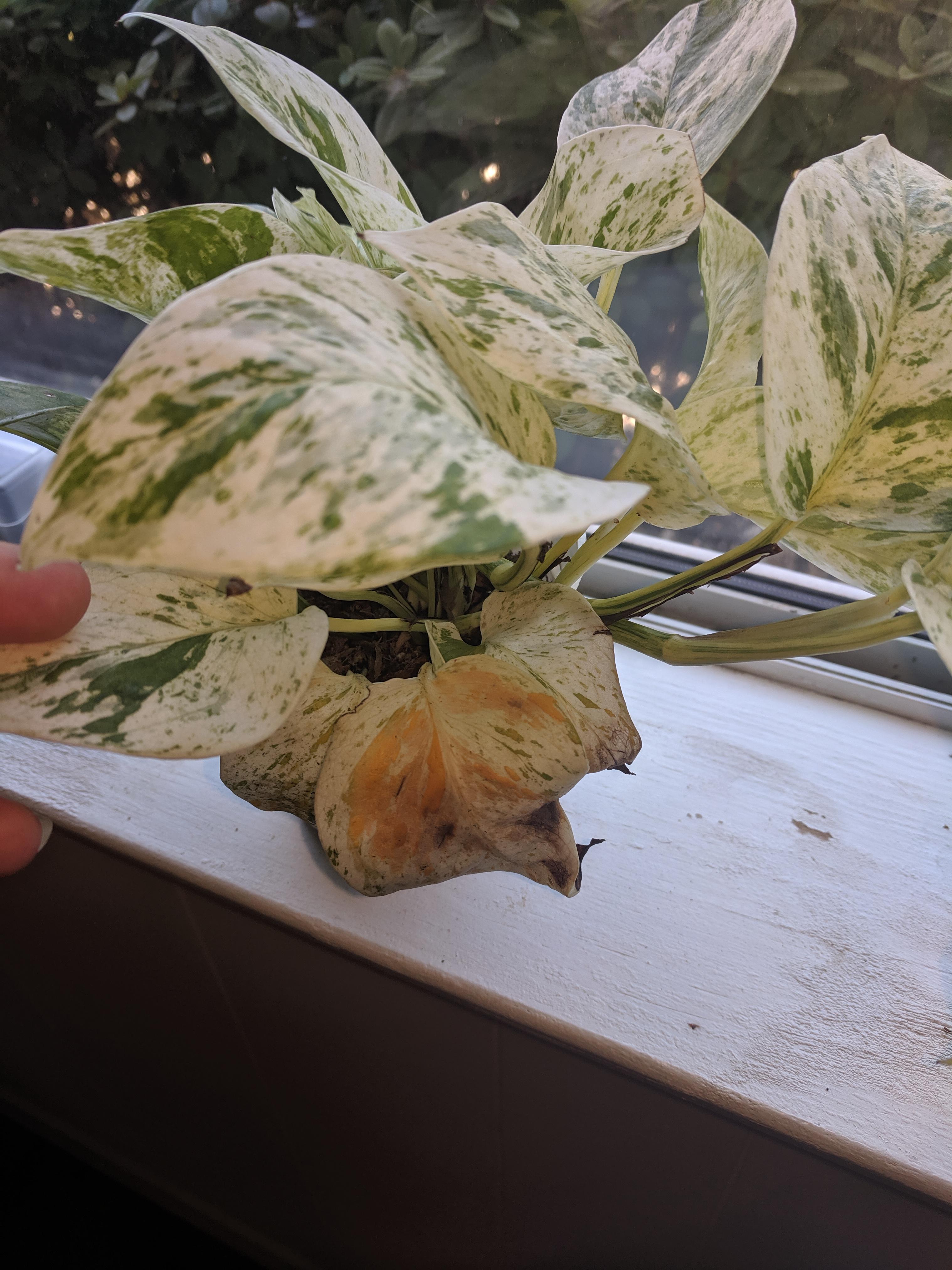 Why is my plant sad? r/plantclinic