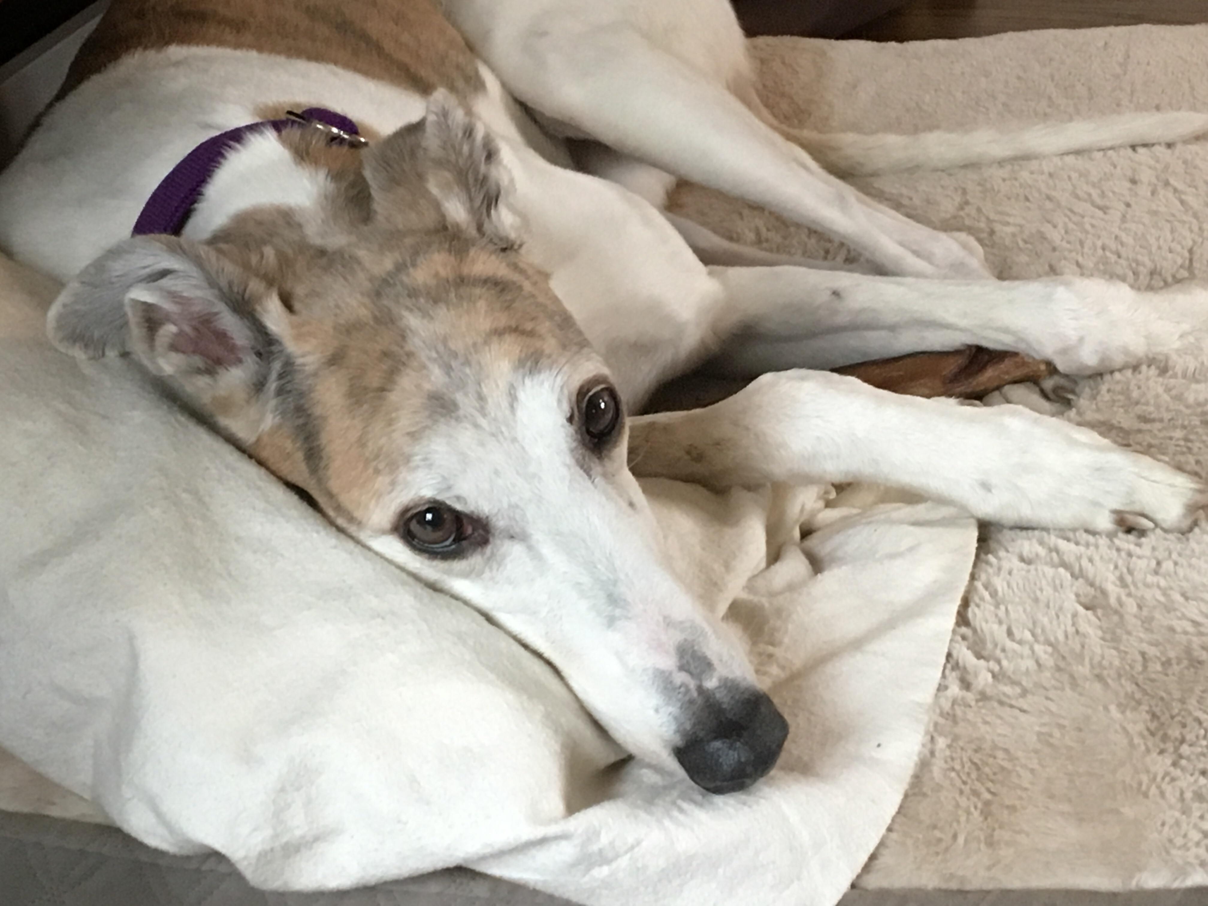 I am obsessed with this pup! 💖 my awkward noodle dog! r/Greyhounds