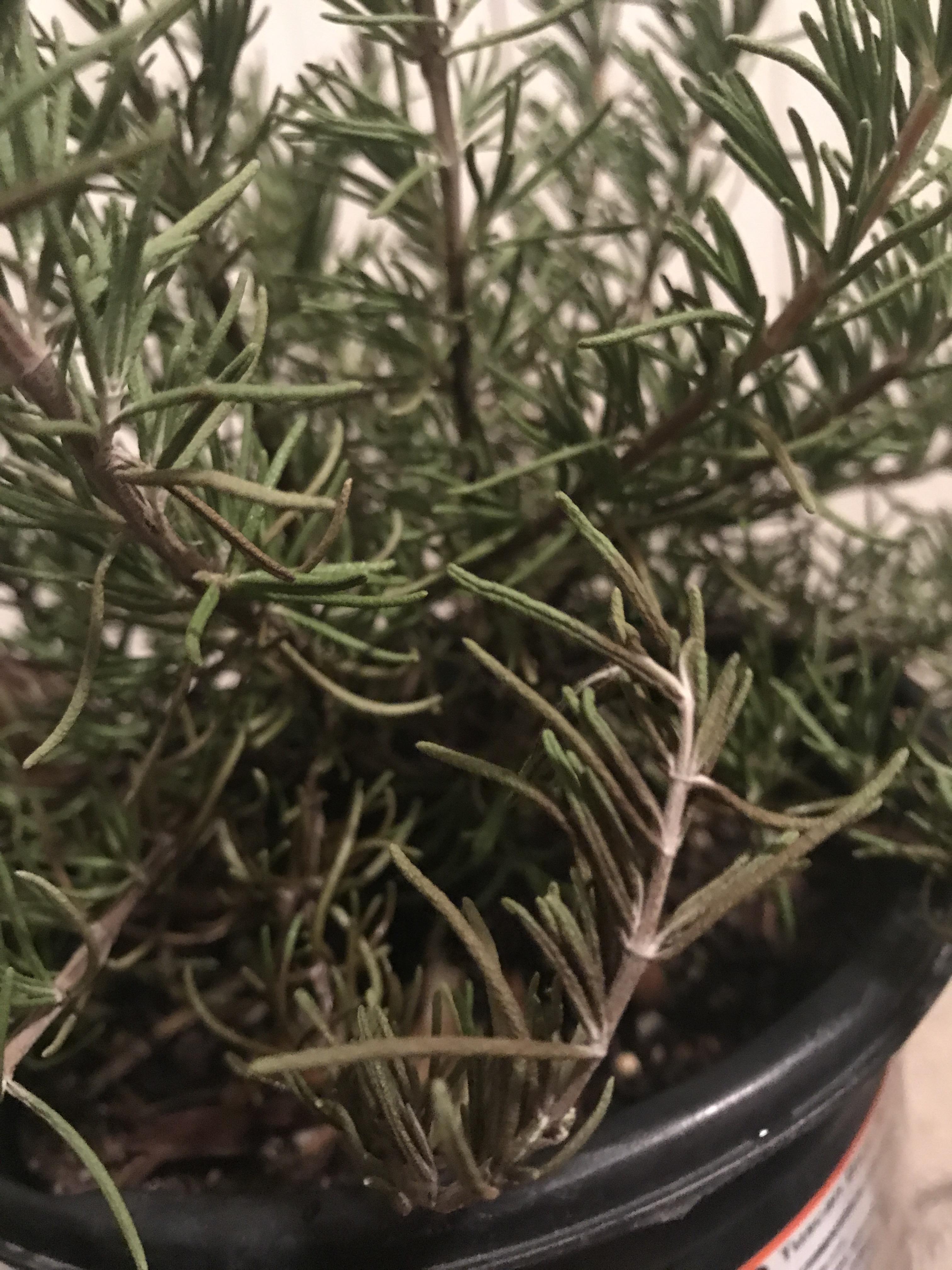 Rosemary leaves turning black, how can I save her? r/gardening