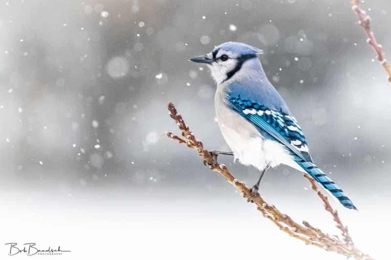 Blue Jay in the Snow r/wildlifephotography