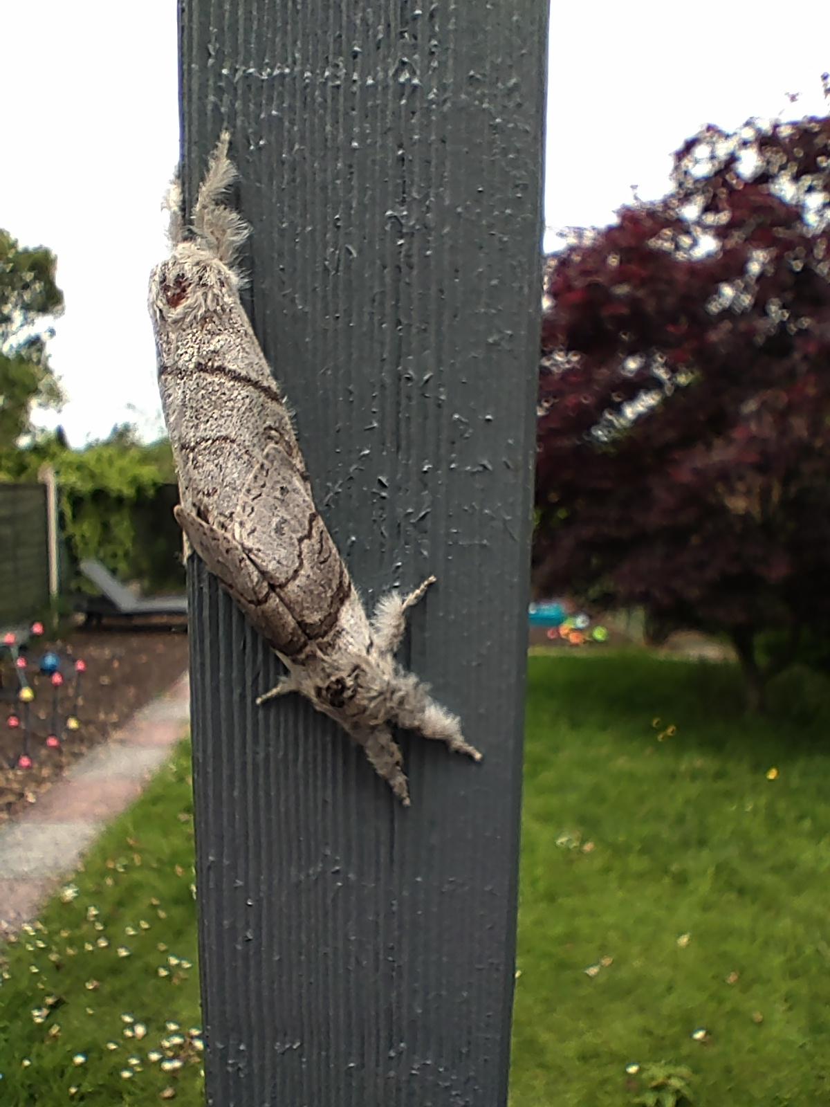 What are these moths? Getting down and dirty in the UK r/whatsthisbug