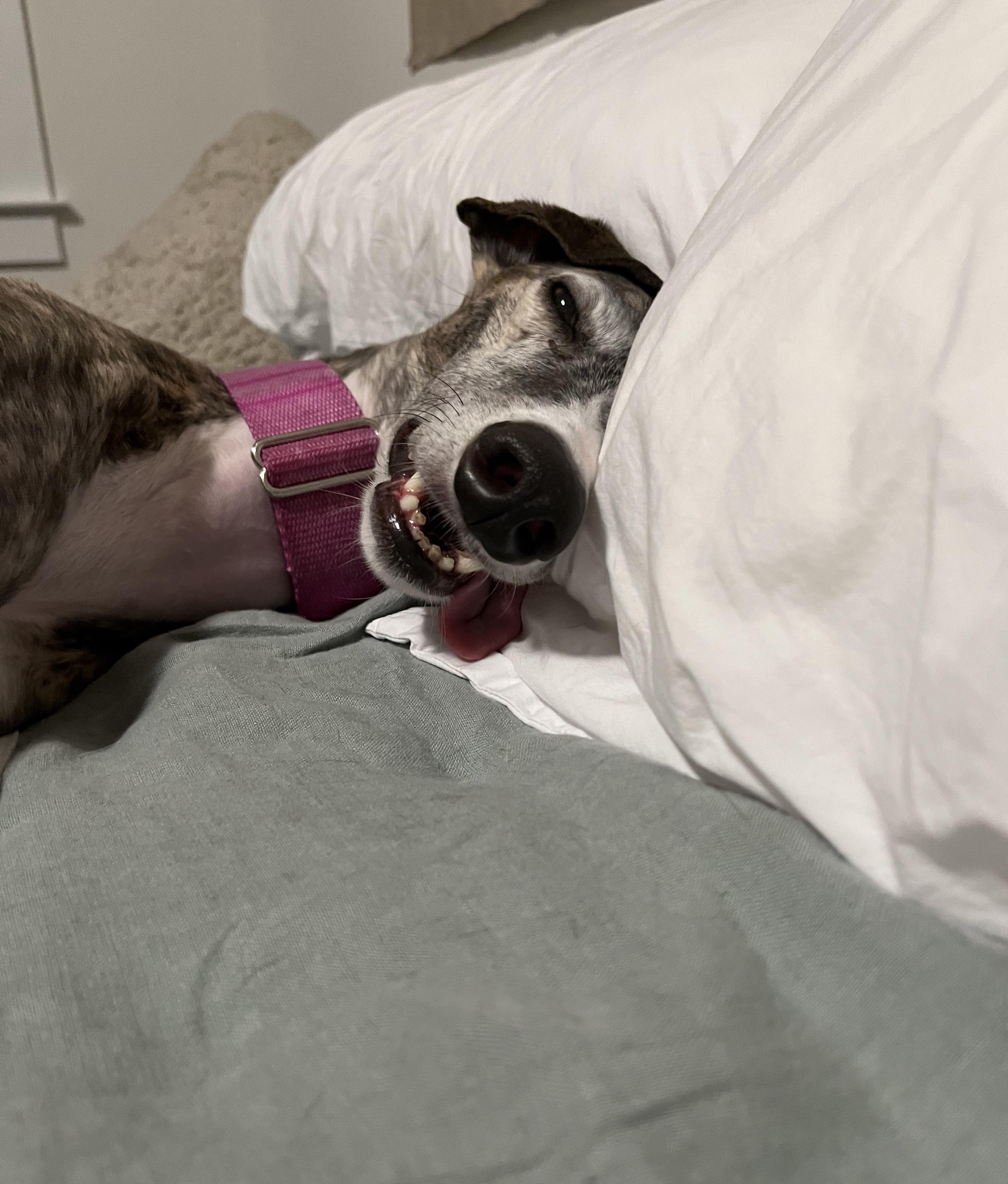 She is beauty. She is grace. She is drooling on your pillow case. r