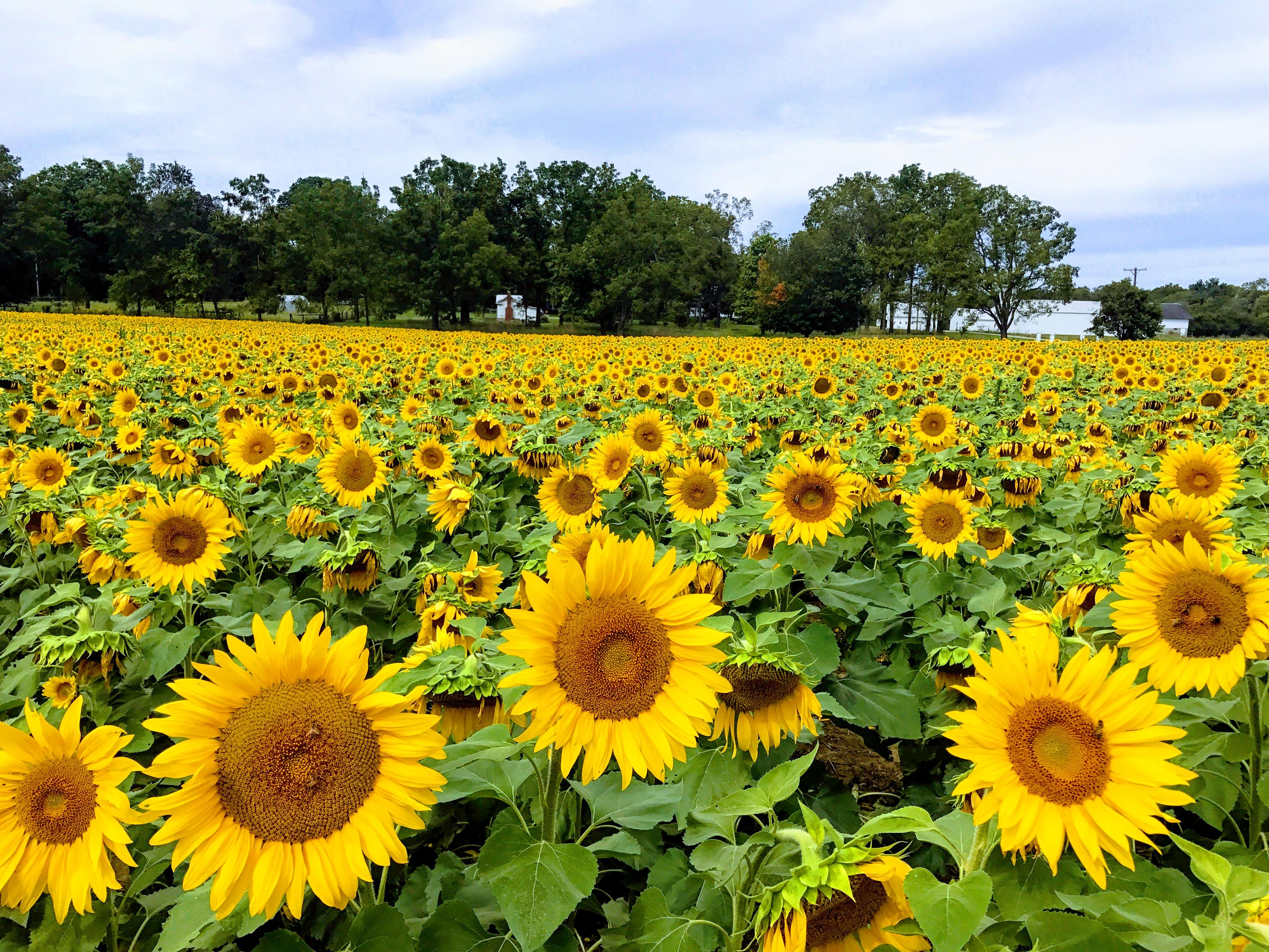 Ohio sunflowers r/gardening