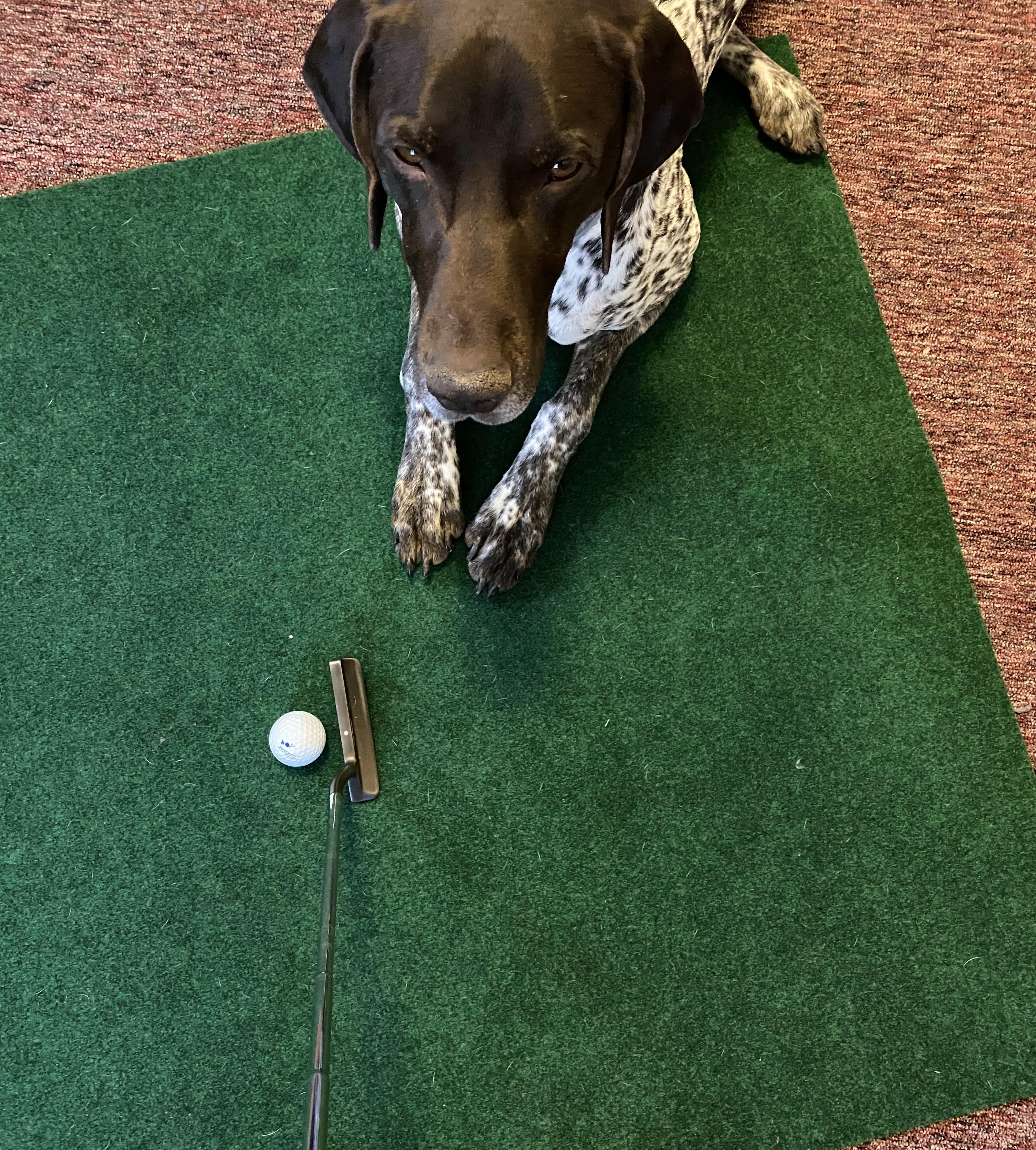 My new putting coach has some interesting takes. r/GSP_Photos