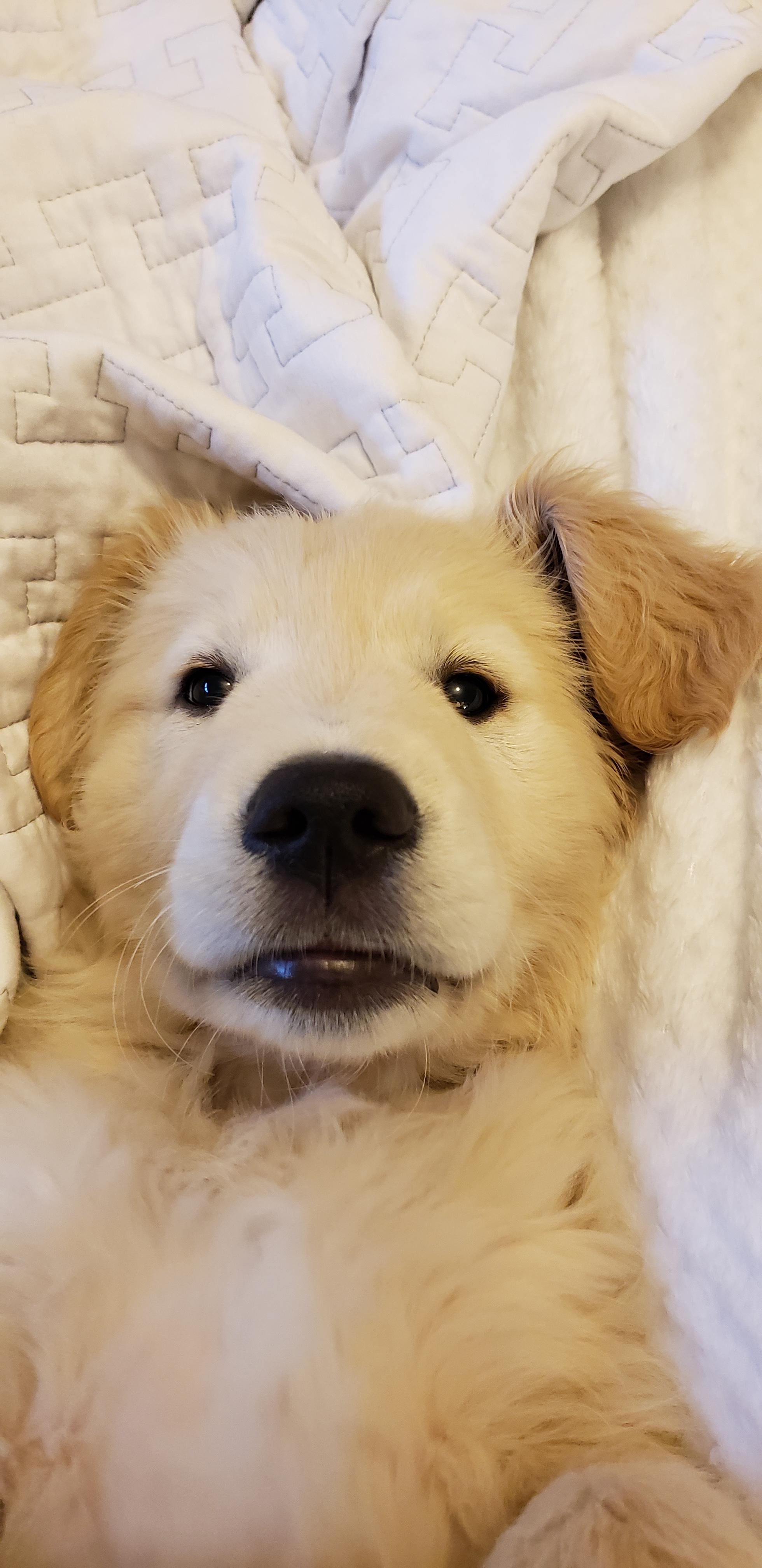 Snuggle r/goldenretrievers