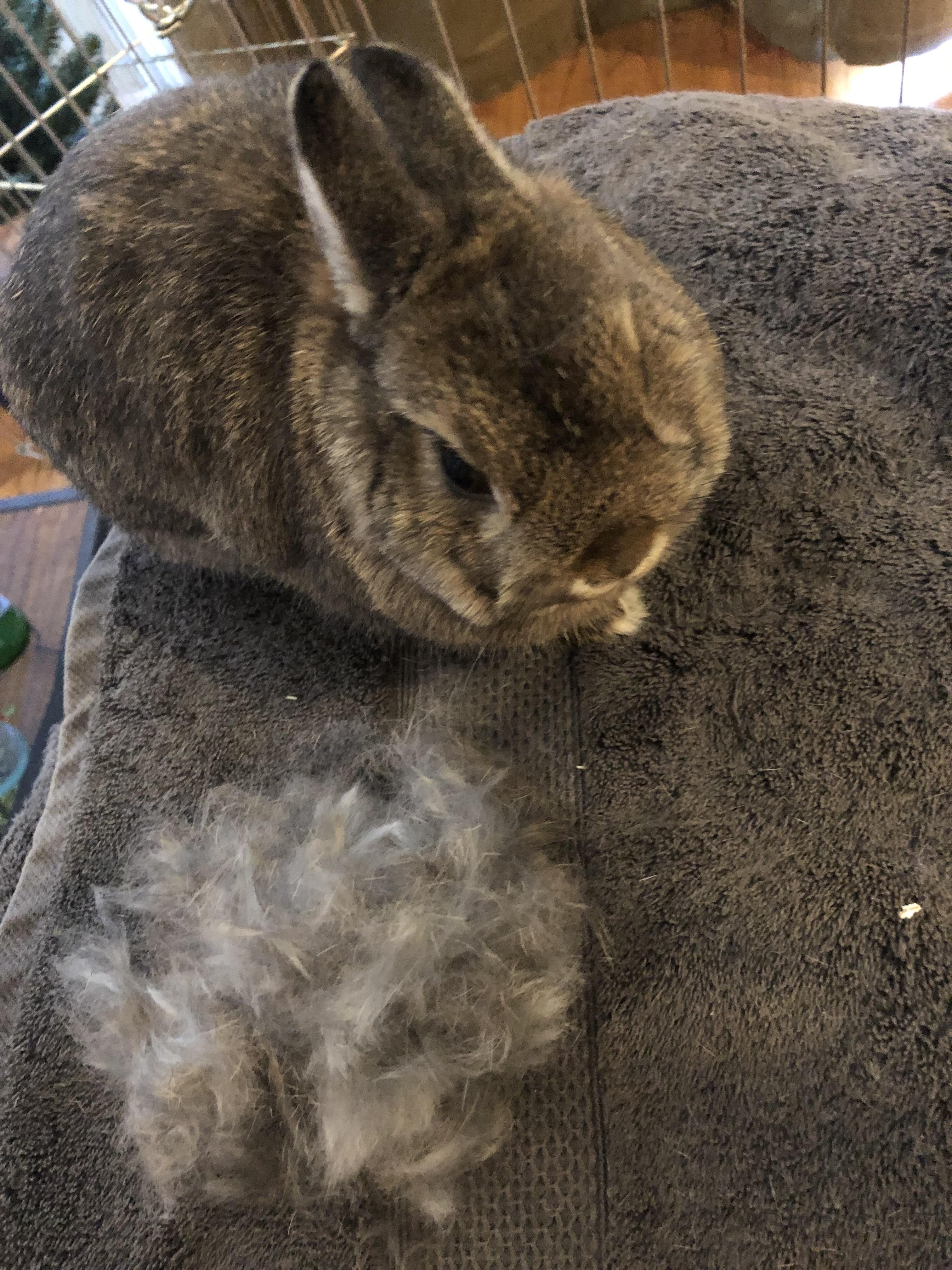Shedding season r/Rabbits
