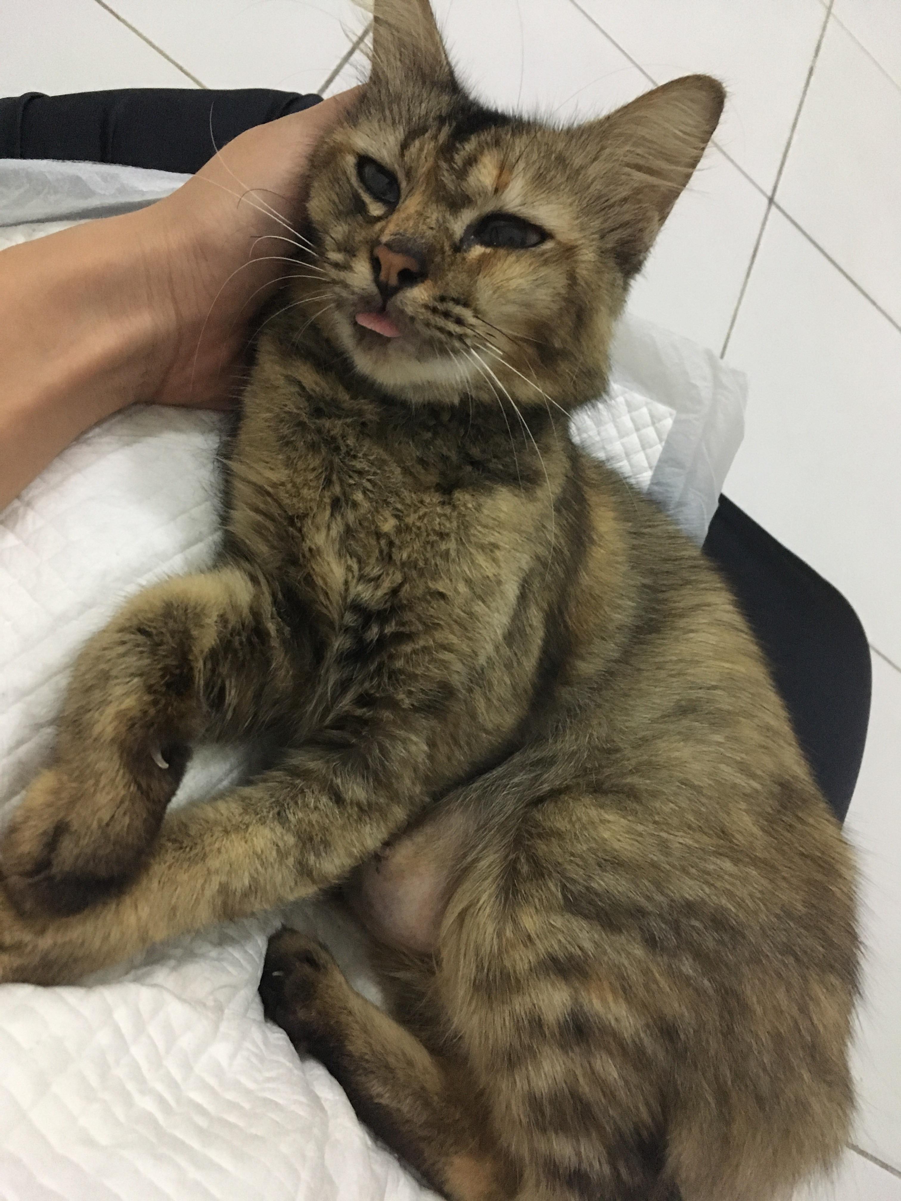 39 Cat Spay Recovery Reddit Collection See more ideas about pets