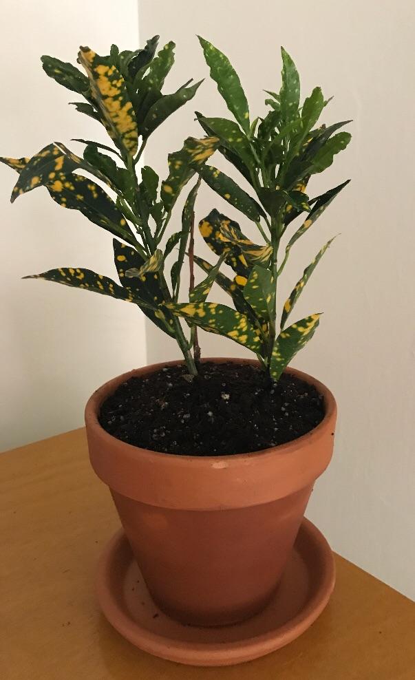 Can a gold dust croton be kept indoors and how do you best care for it