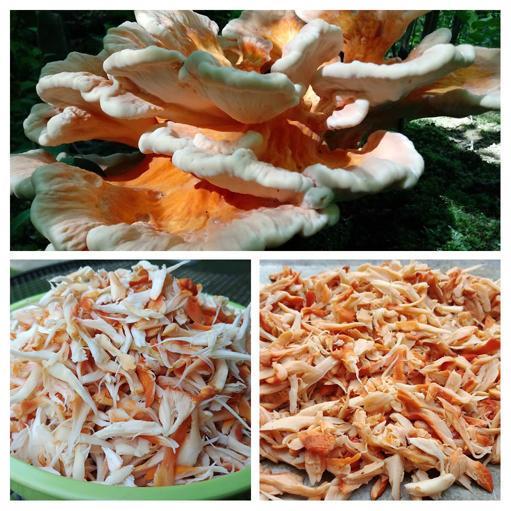 Made vegan crab (Chicken of the Woods boiled in seaweed, saffron, Old