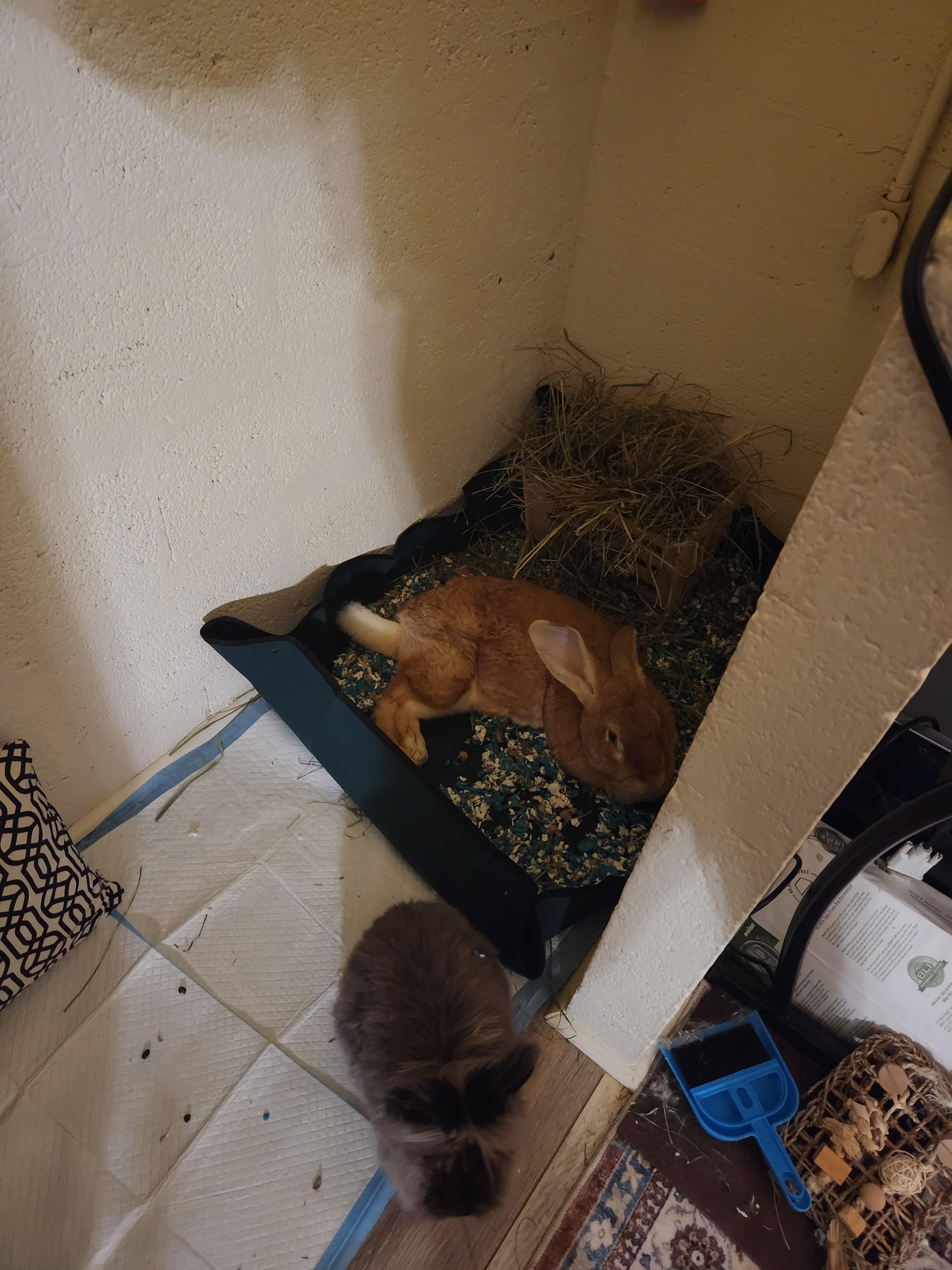 Does anyone have a bunny who never really took to using a litter pan? r/Bunnies